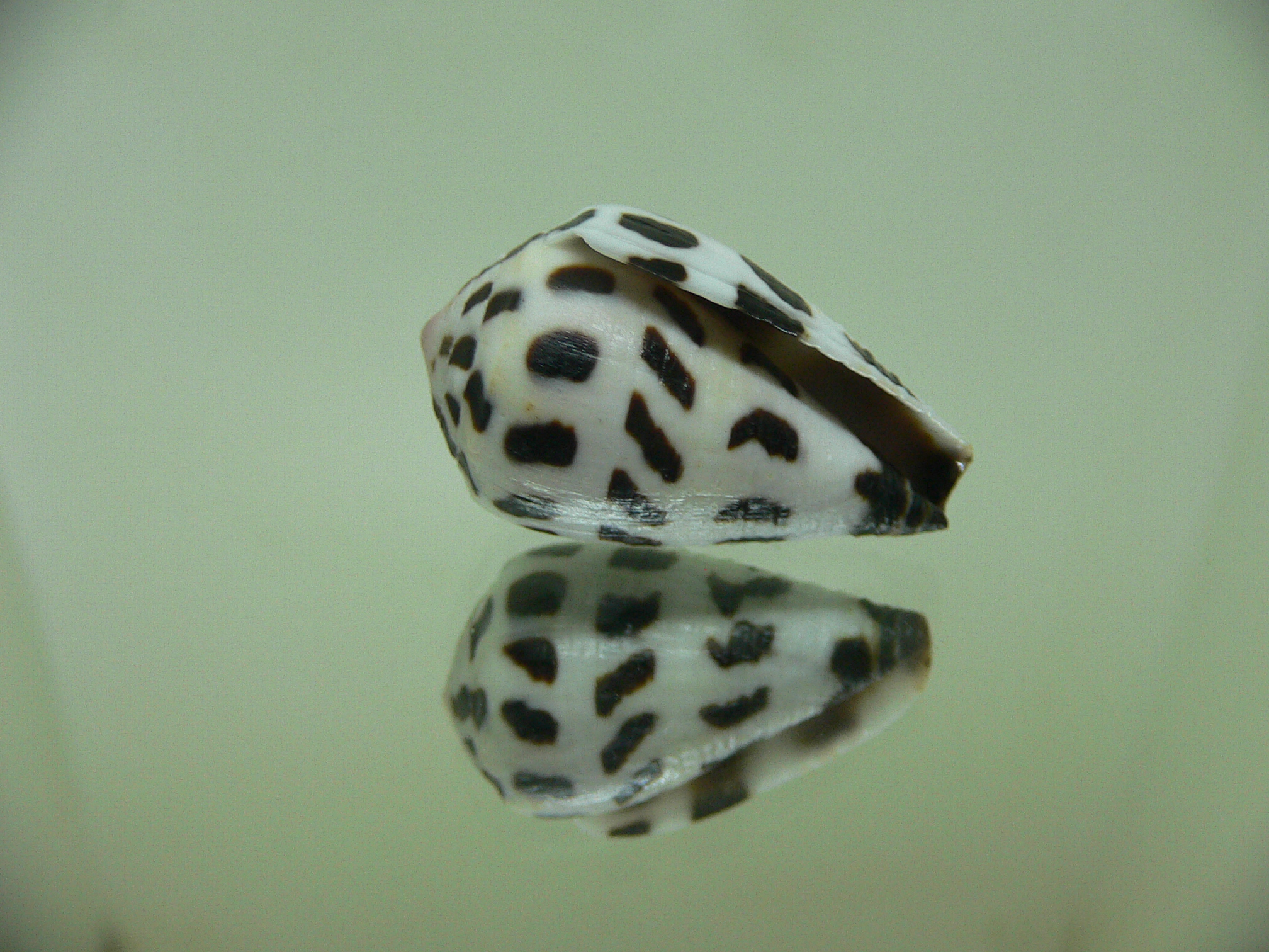 Conus ebraeus CONTRAST