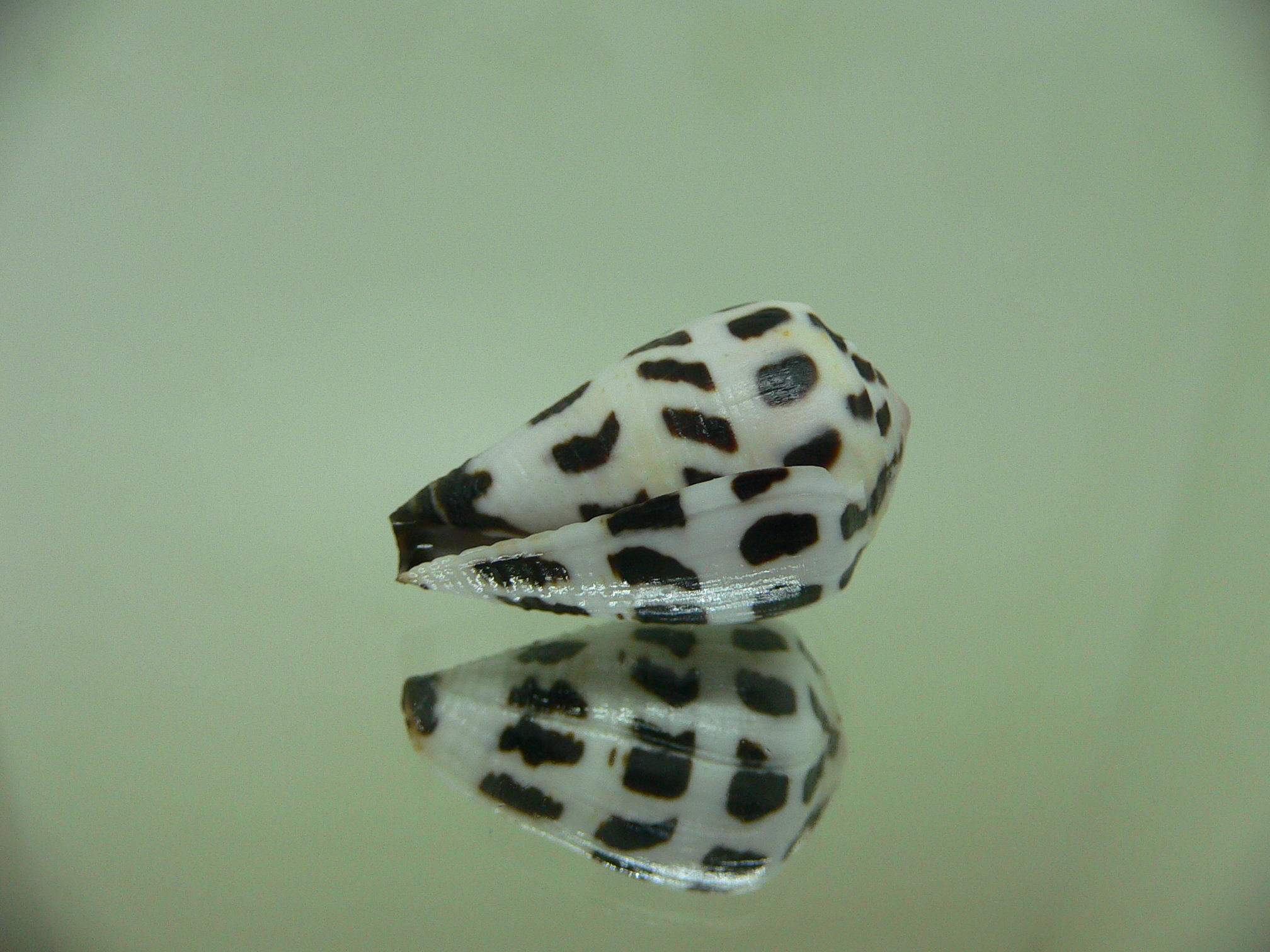 Conus ebraeus CONTRAST