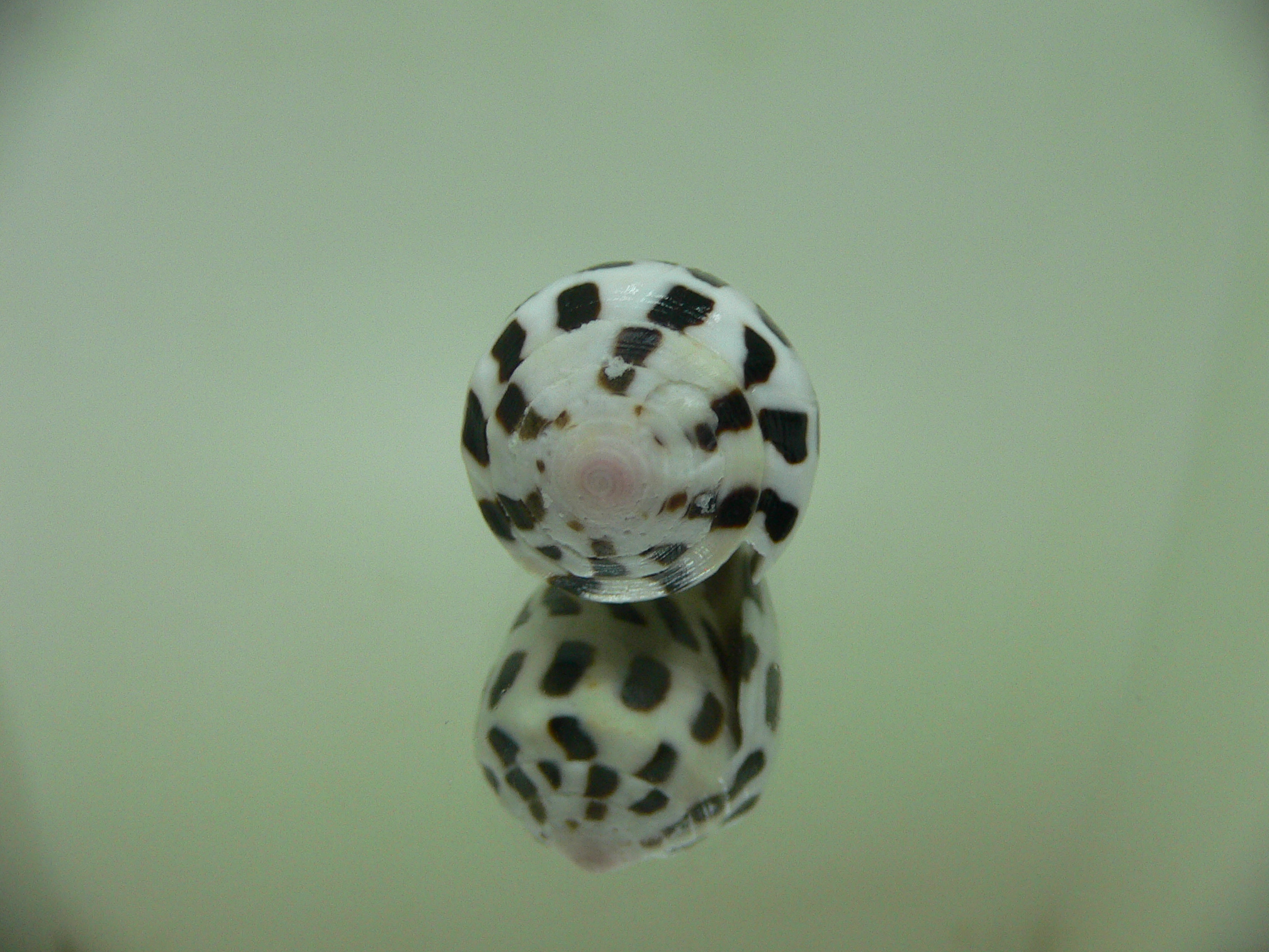 Conus ebraeus CONTRAST