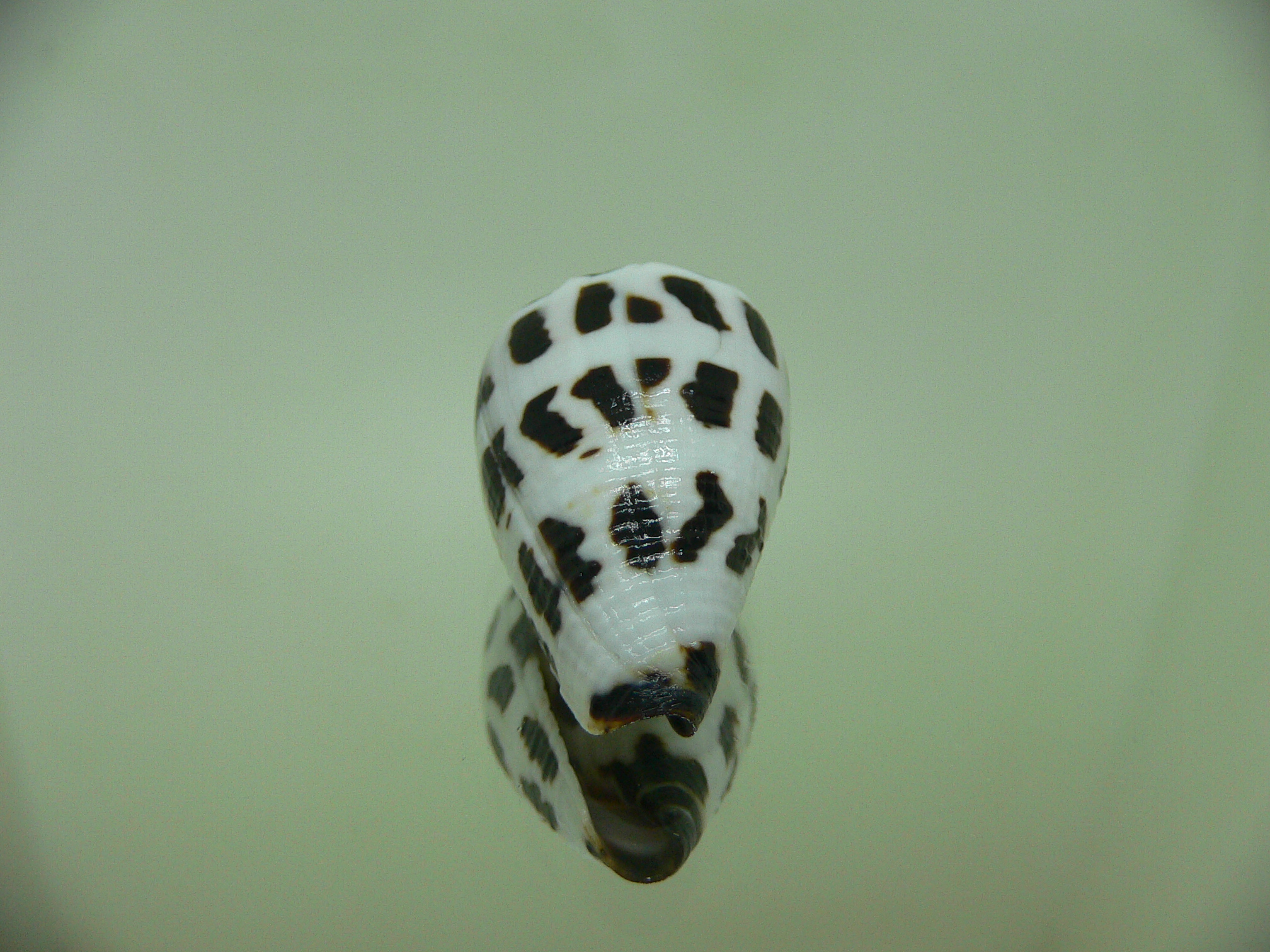 Conus ebraeus CONTRAST