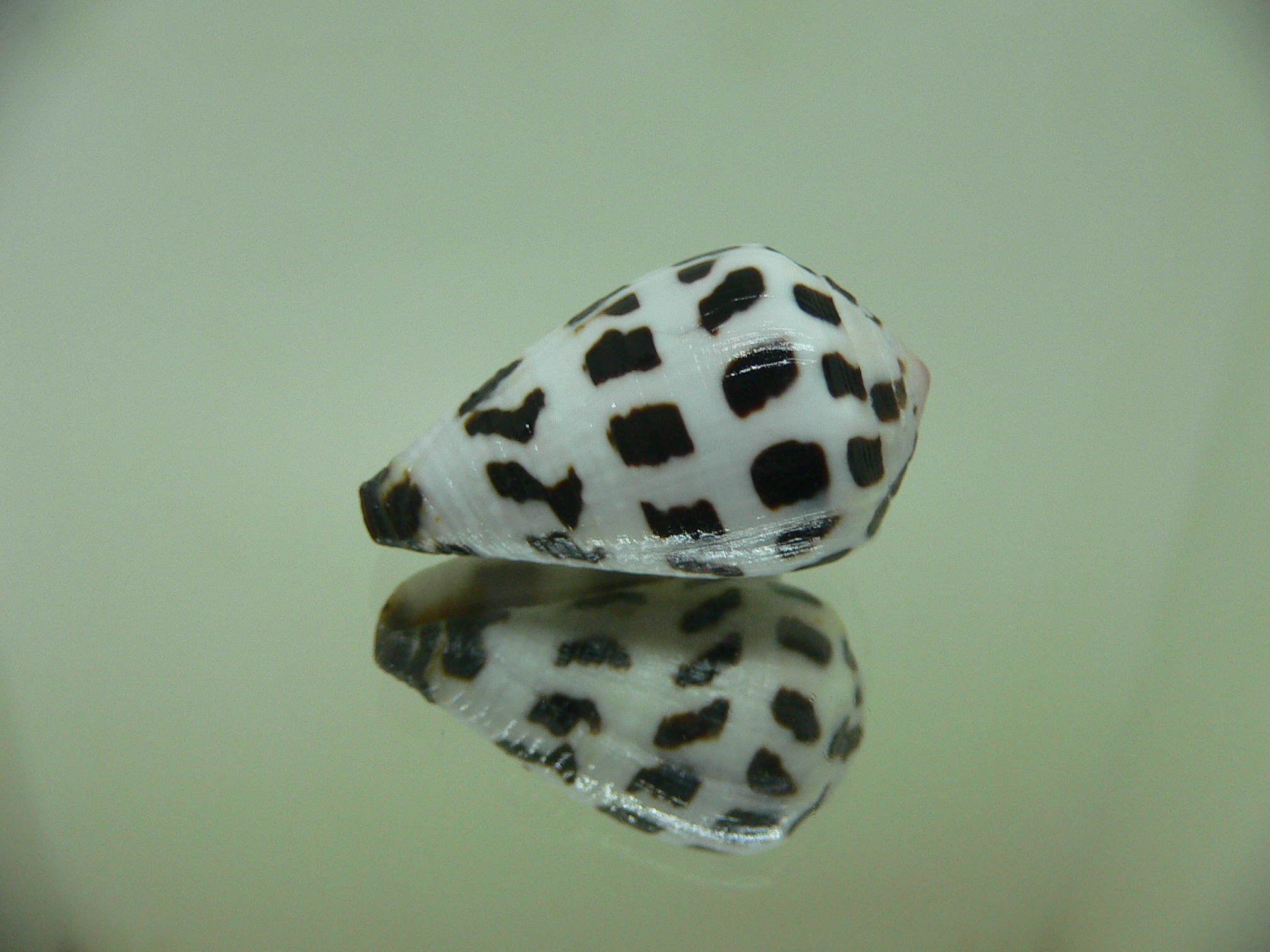 Conus ebraeus CONTRAST