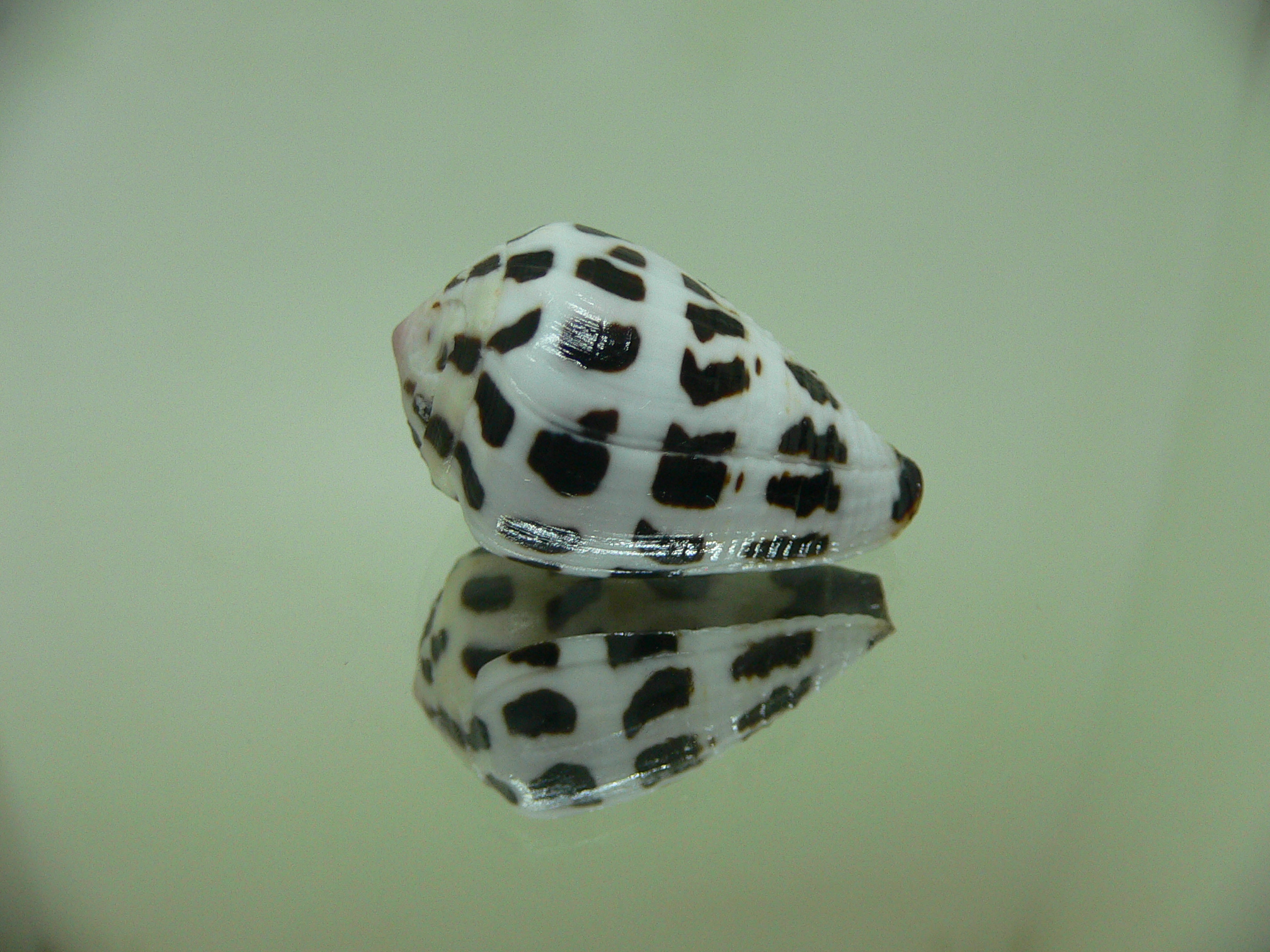 Conus ebraeus CONTRAST