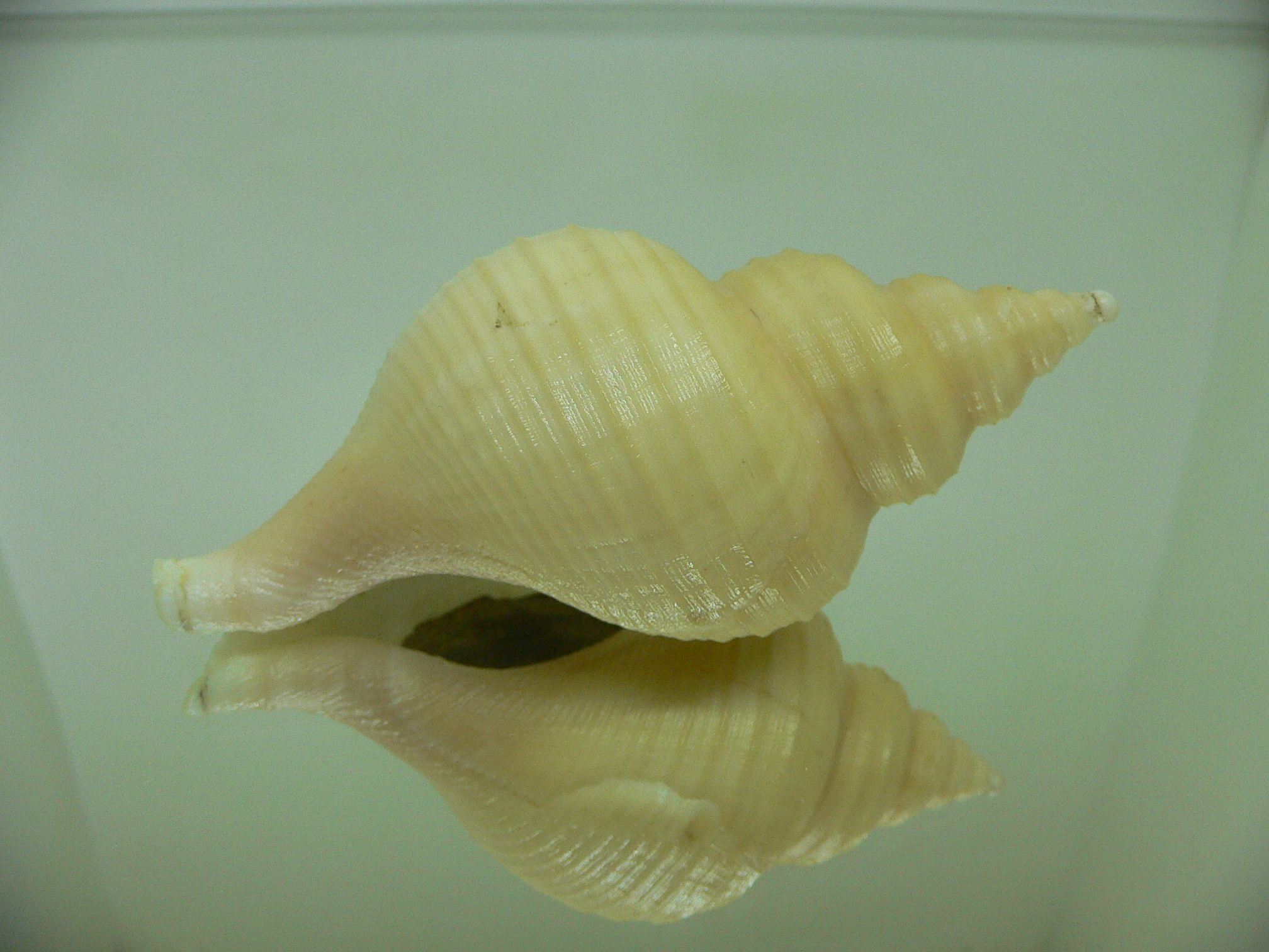 Neptunea frater IVORY