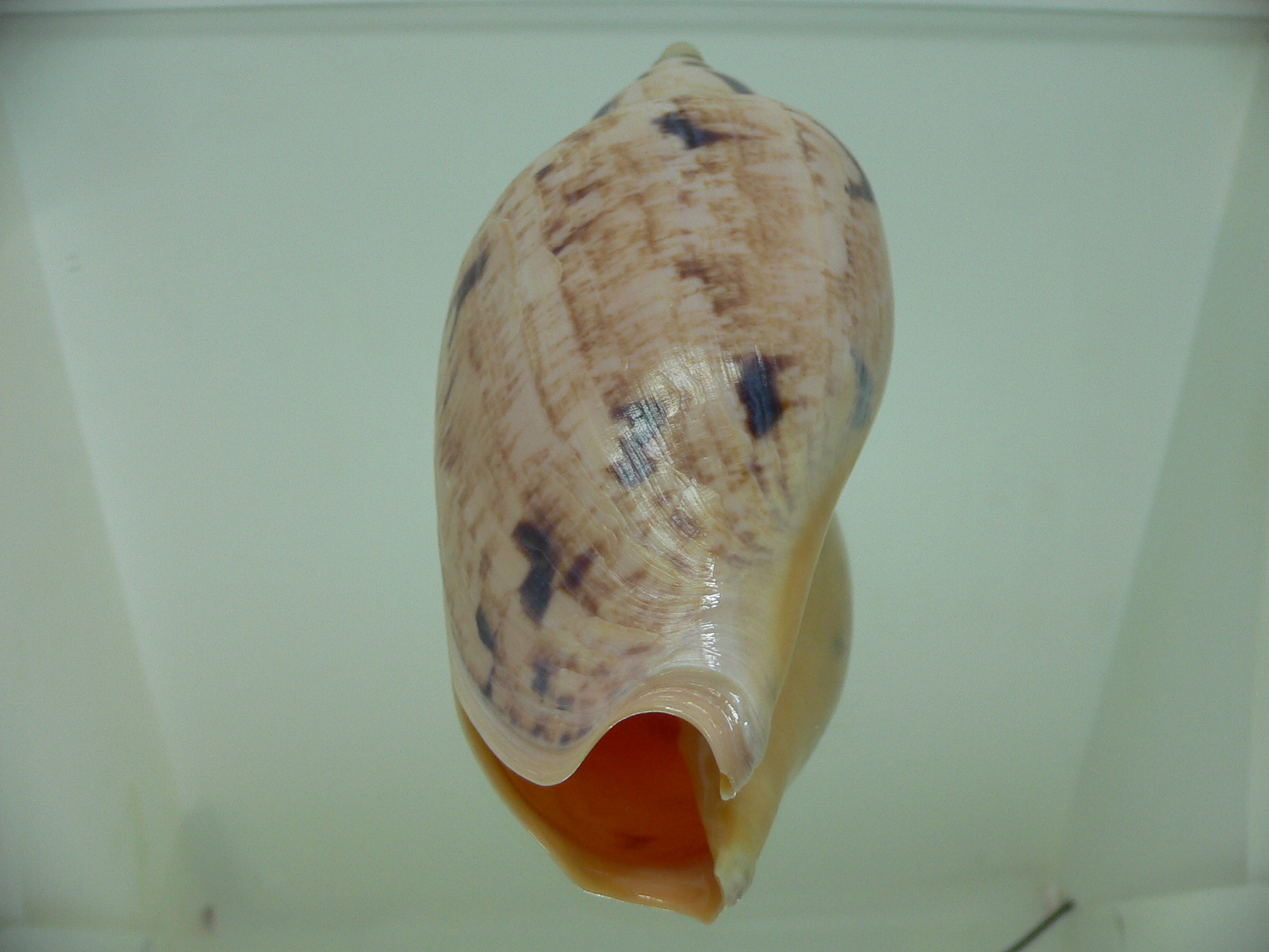Ericusa fulgetrum punctisligata