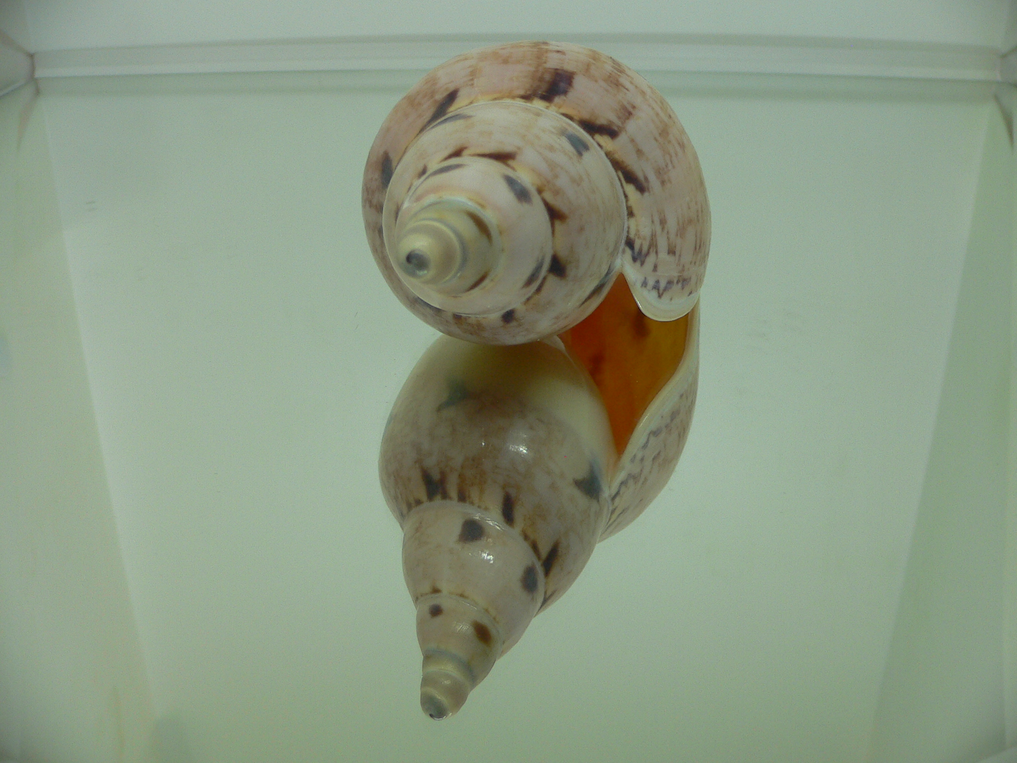 Ericusa fulgetrum punctisligata