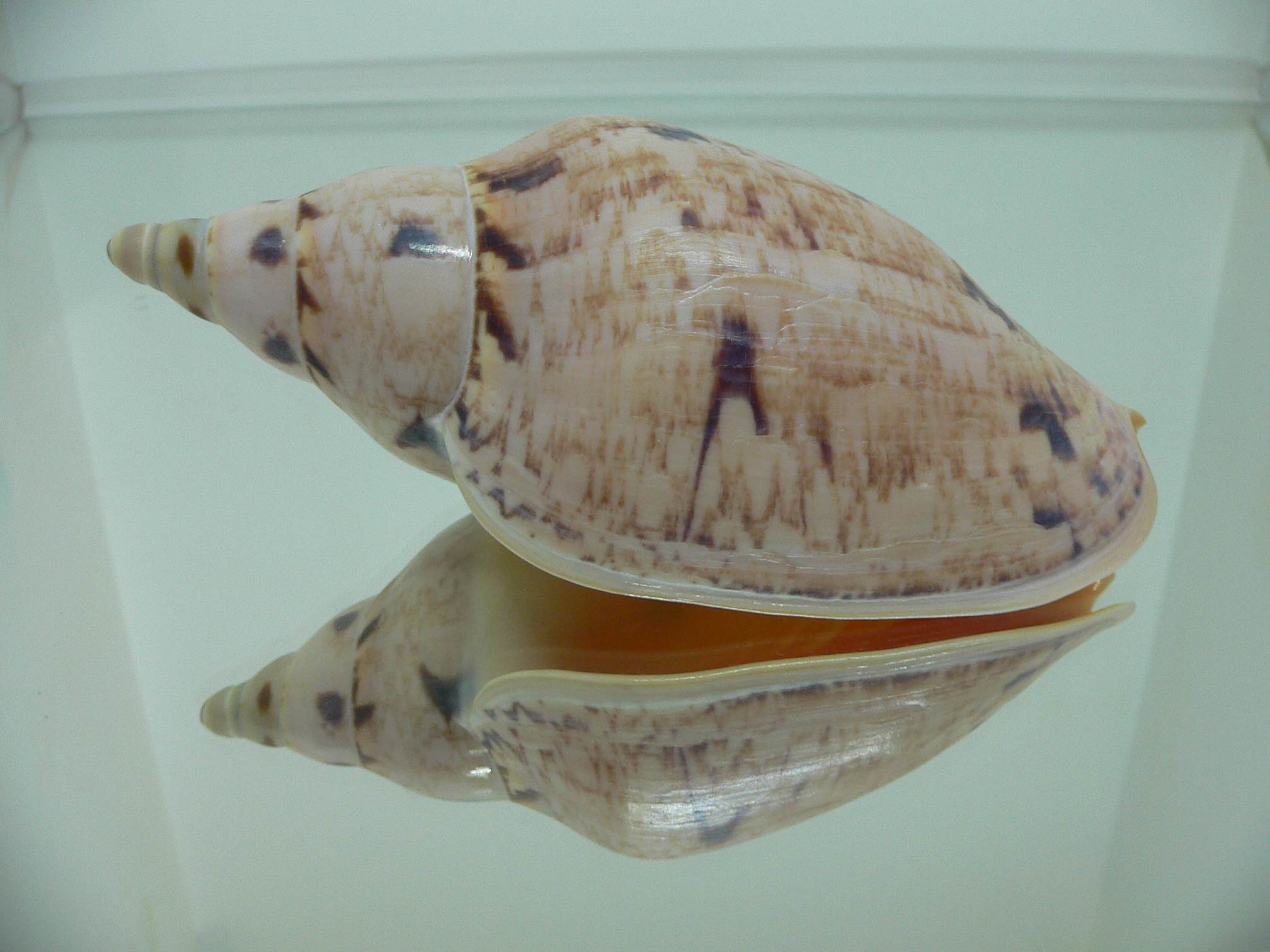 Ericusa fulgetrum punctisligata