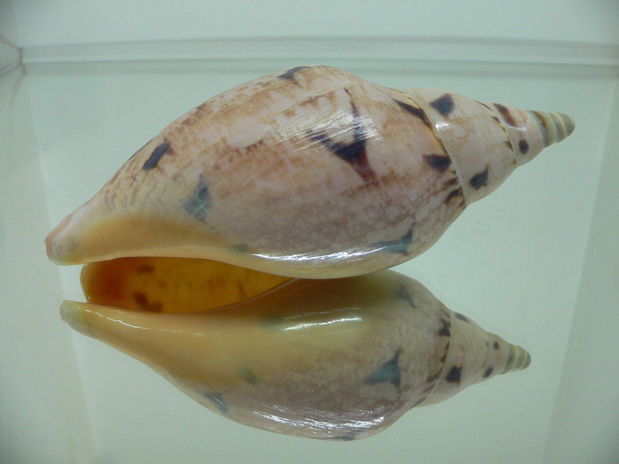Ericusa fulgetrum punctisligata