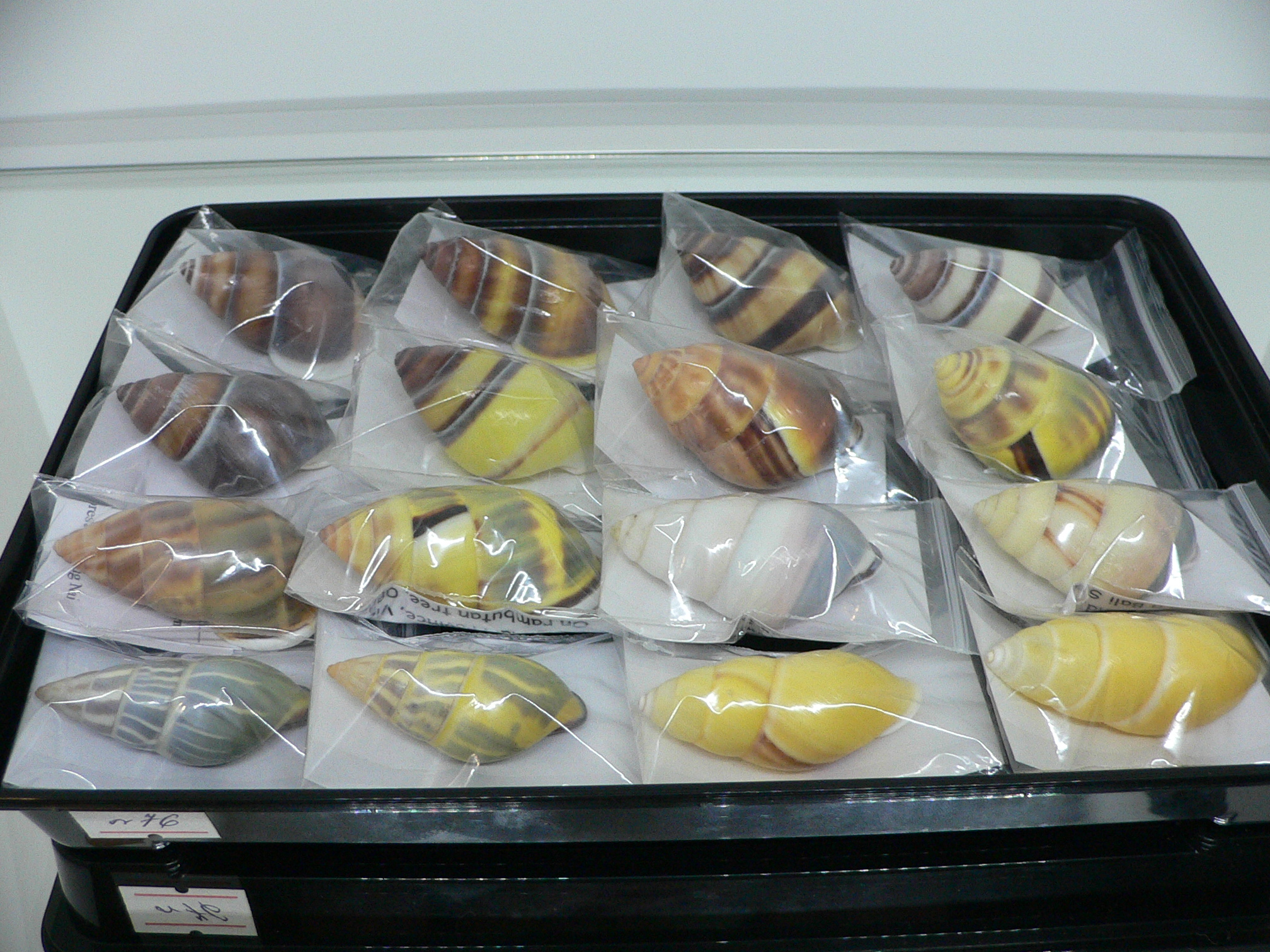 Amphidromus webbi simalurensis UNIQUE PATTERN