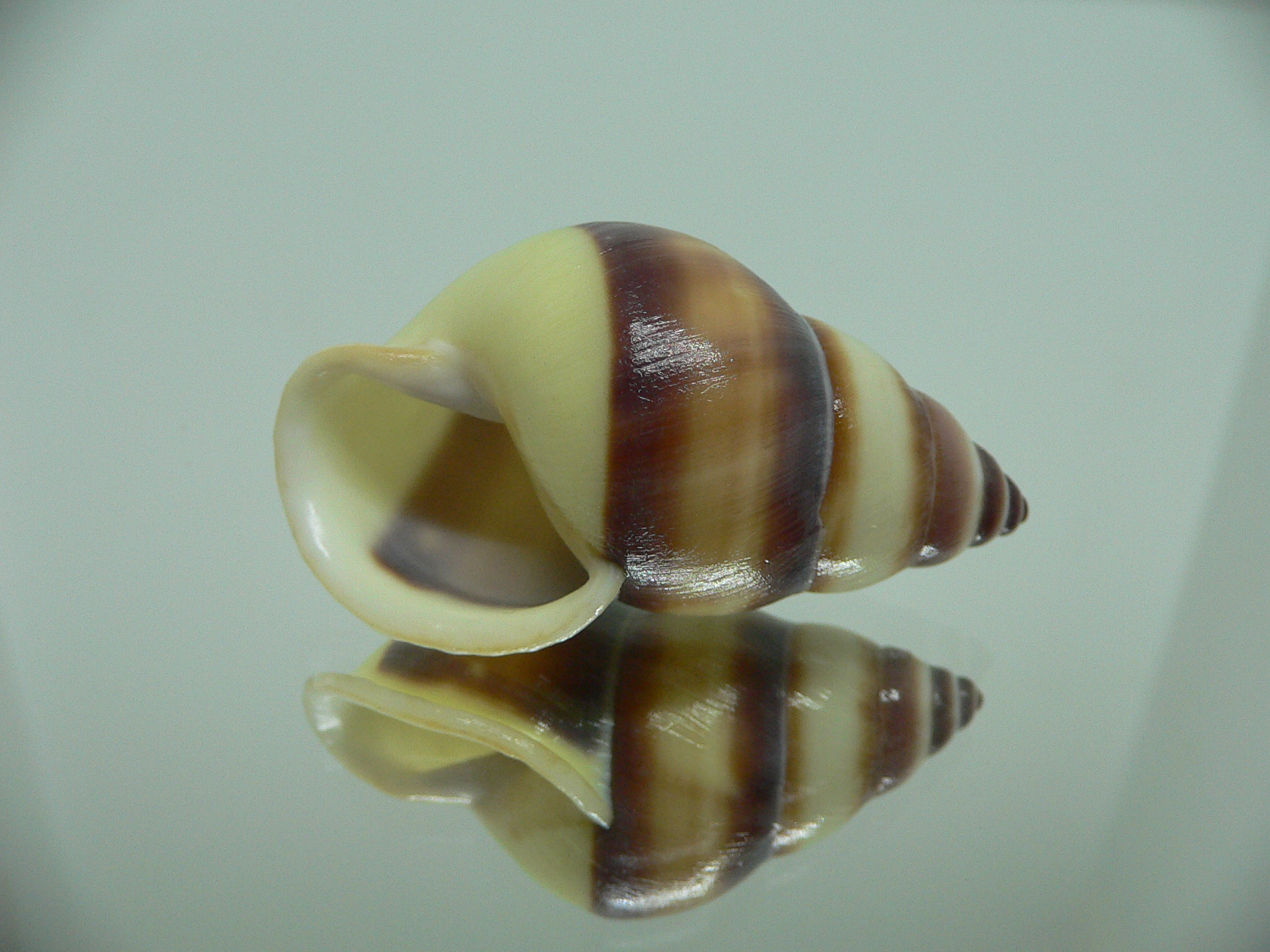 Amphidromus webbi simalurensis UNIQUE PATTERN