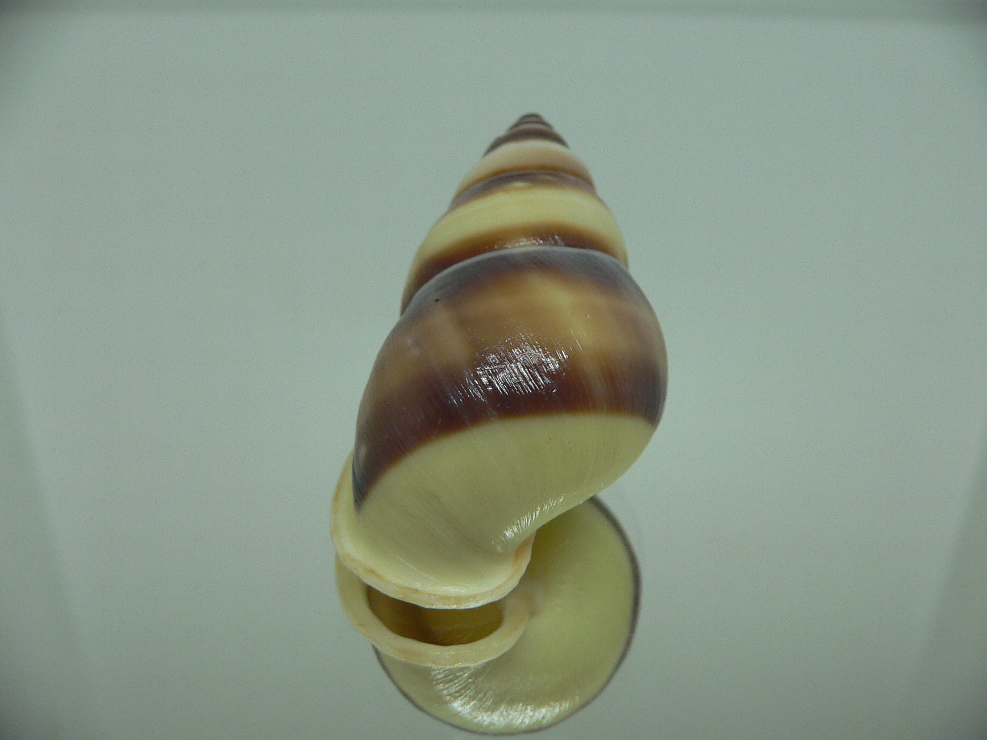 Amphidromus webbi simalurensis UNIQUE PATTERN