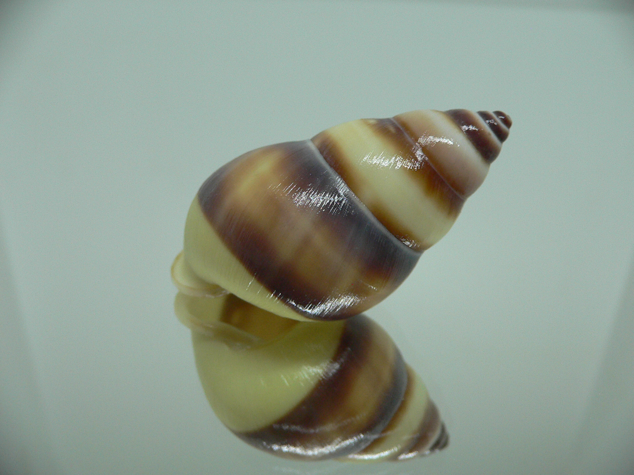 Amphidromus webbi simalurensis UNIQUE PATTERN