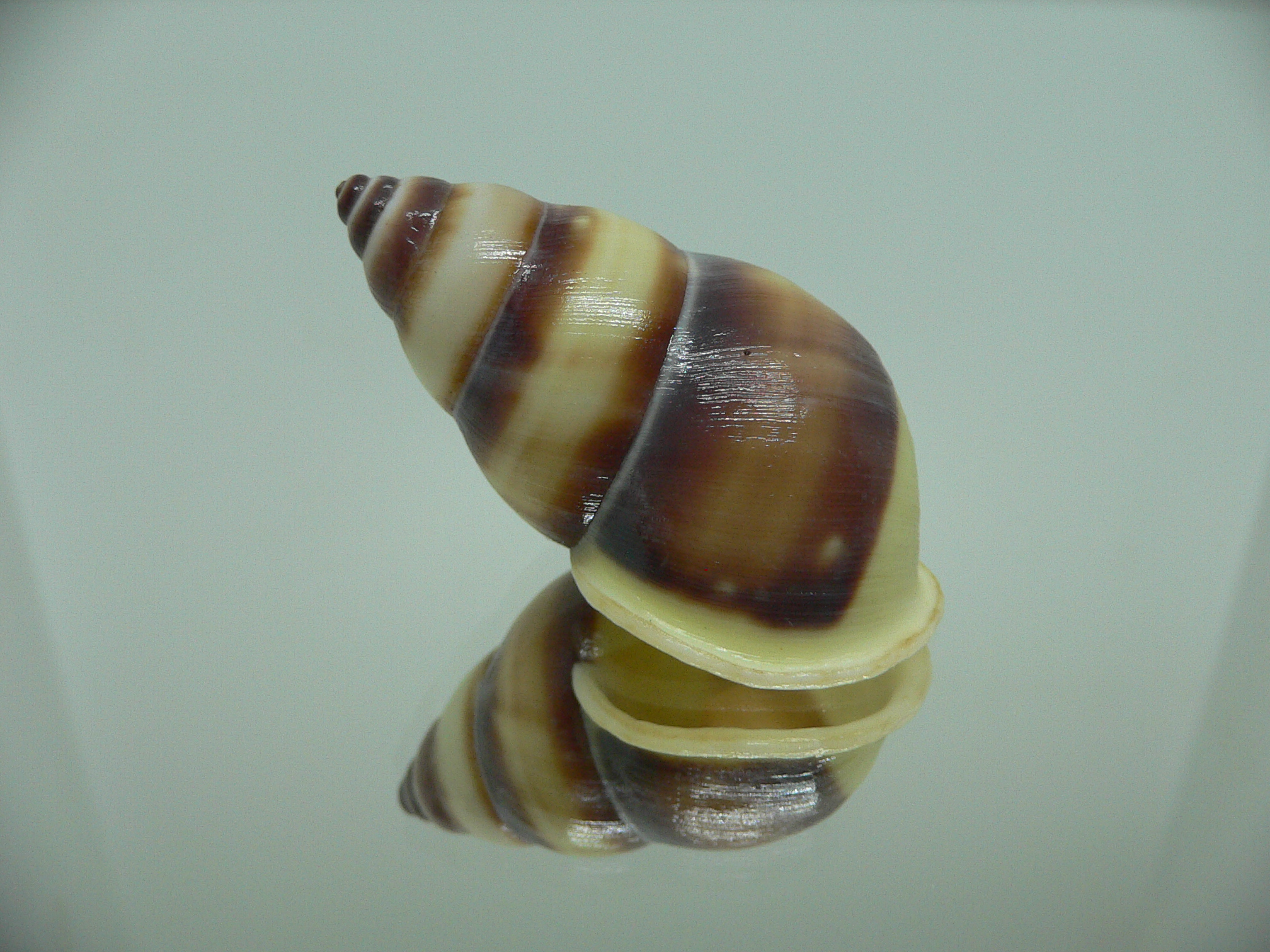 Amphidromus webbi simalurensis UNIQUE PATTERN