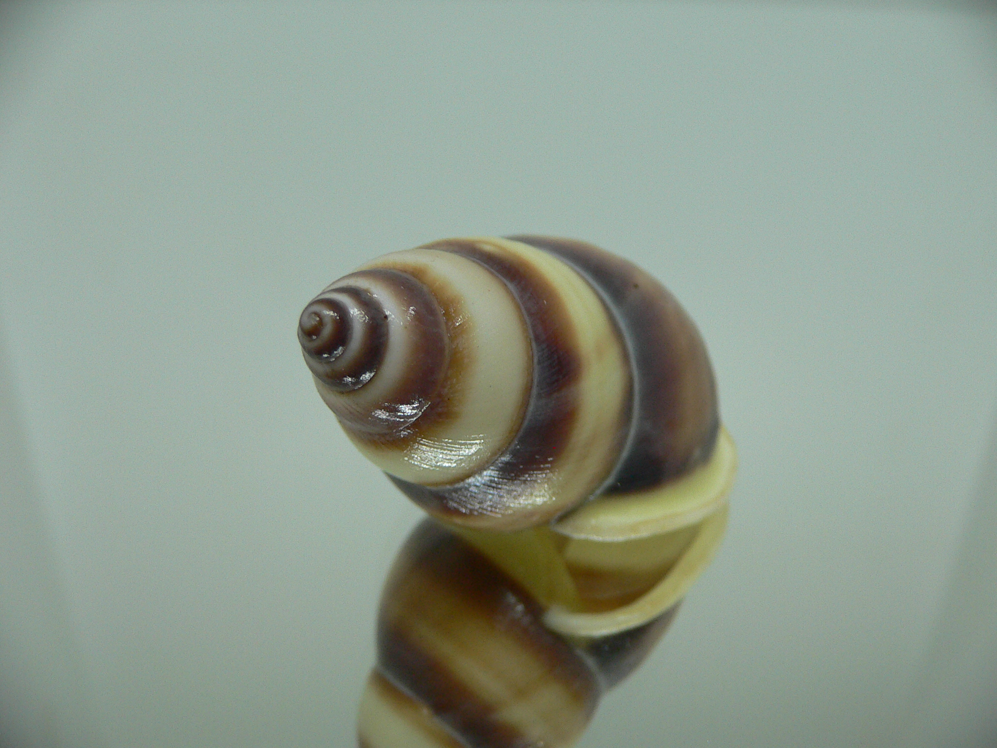 Amphidromus webbi simalurensis UNIQUE PATTERN