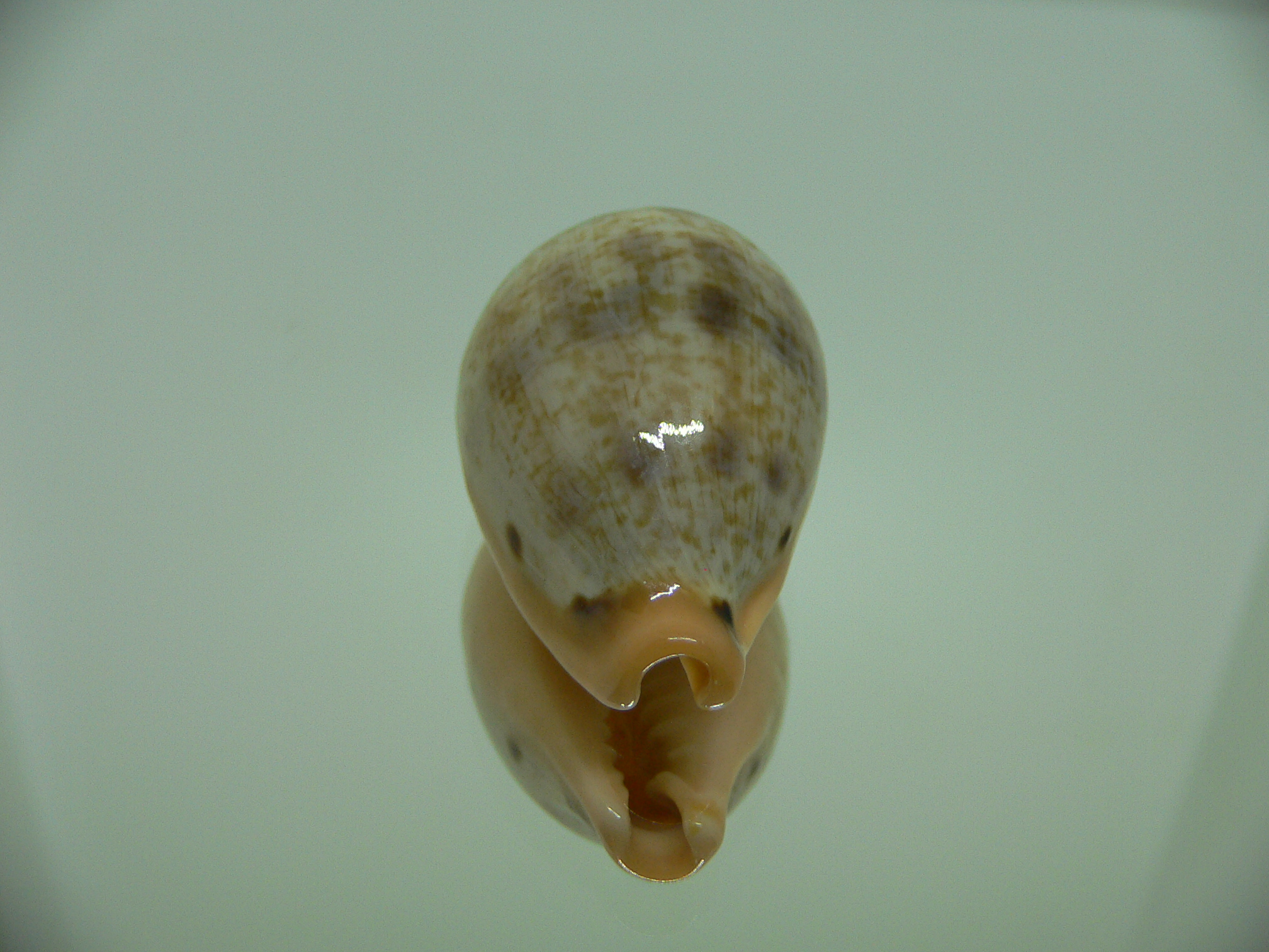 Cypraea hungerfordi hungerfordi SUPER & ELONGATE