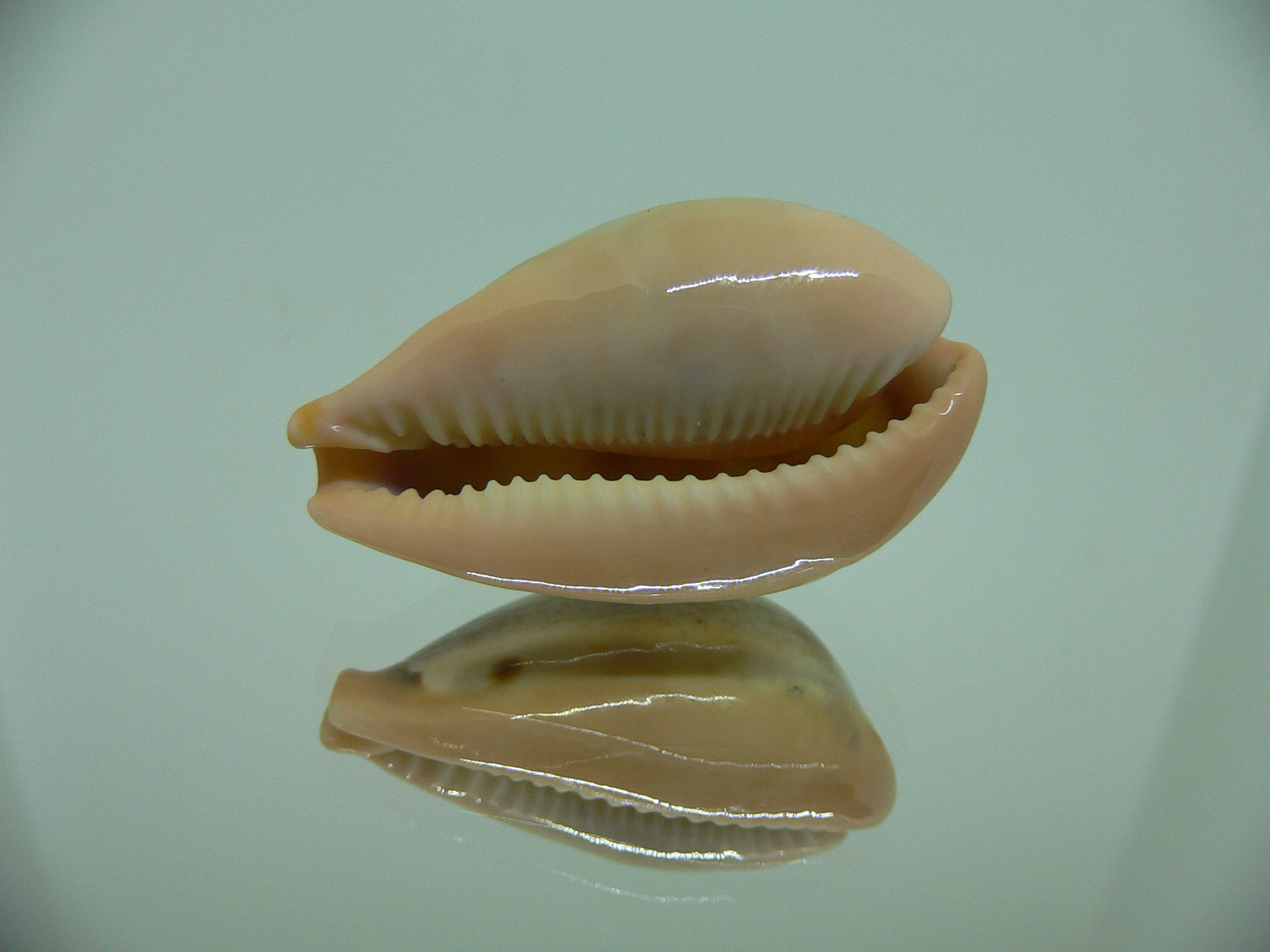 Cypraea hungerfordi hungerfordi SUPER & ELONGATE