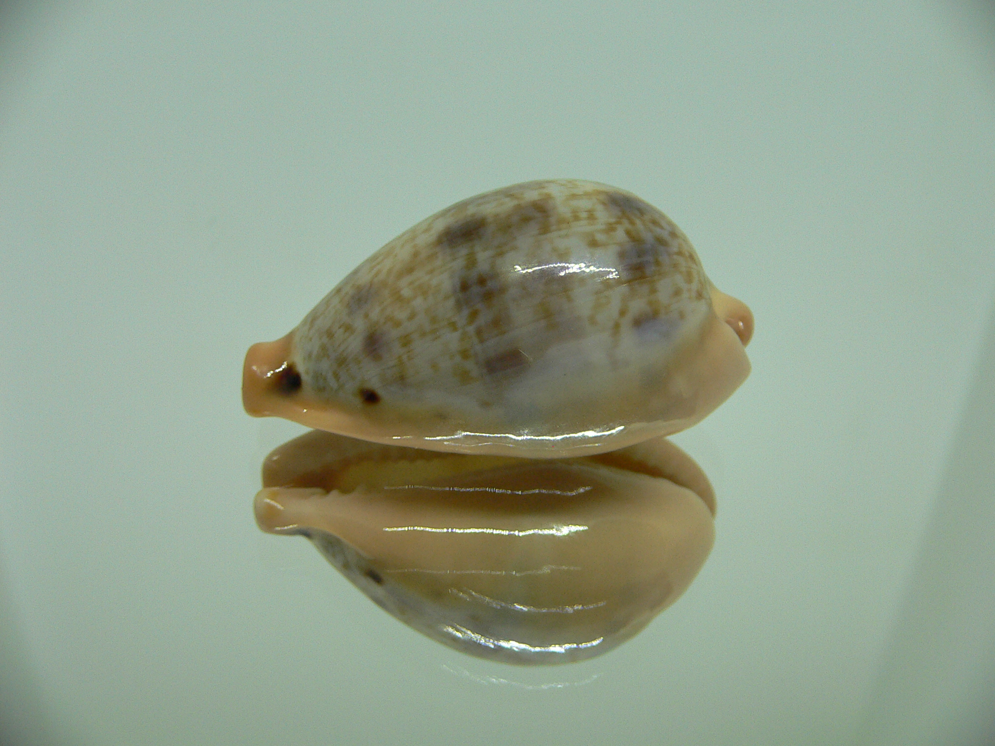 Cypraea hungerfordi hungerfordi SUPER & ELONGATE