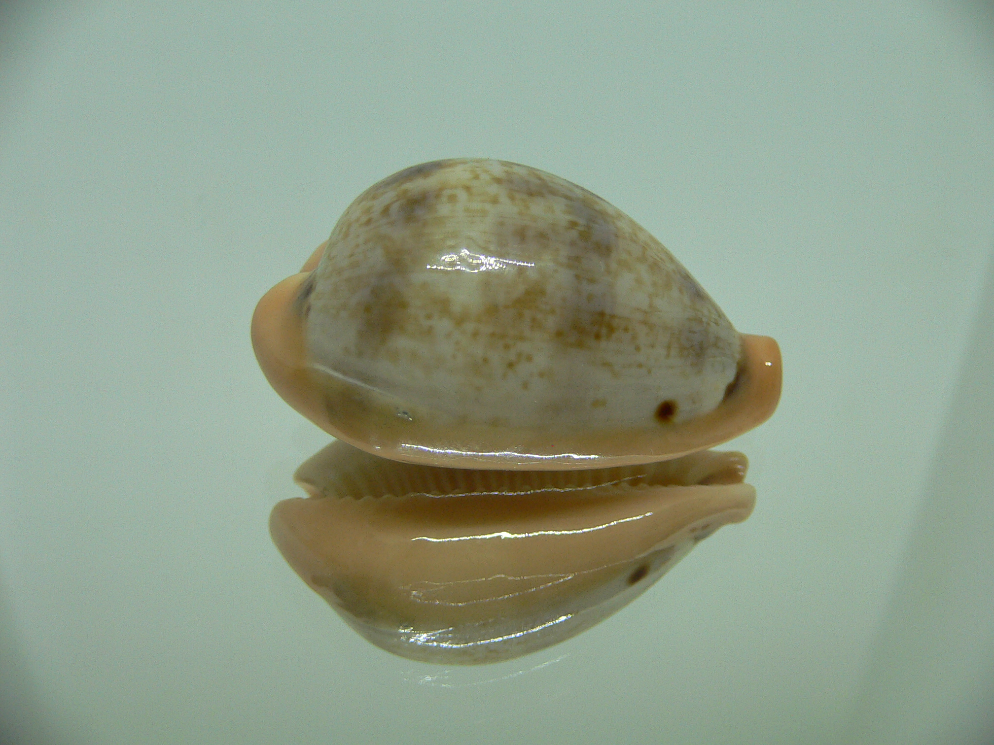 Cypraea hungerfordi hungerfordi SUPER & ELONGATE