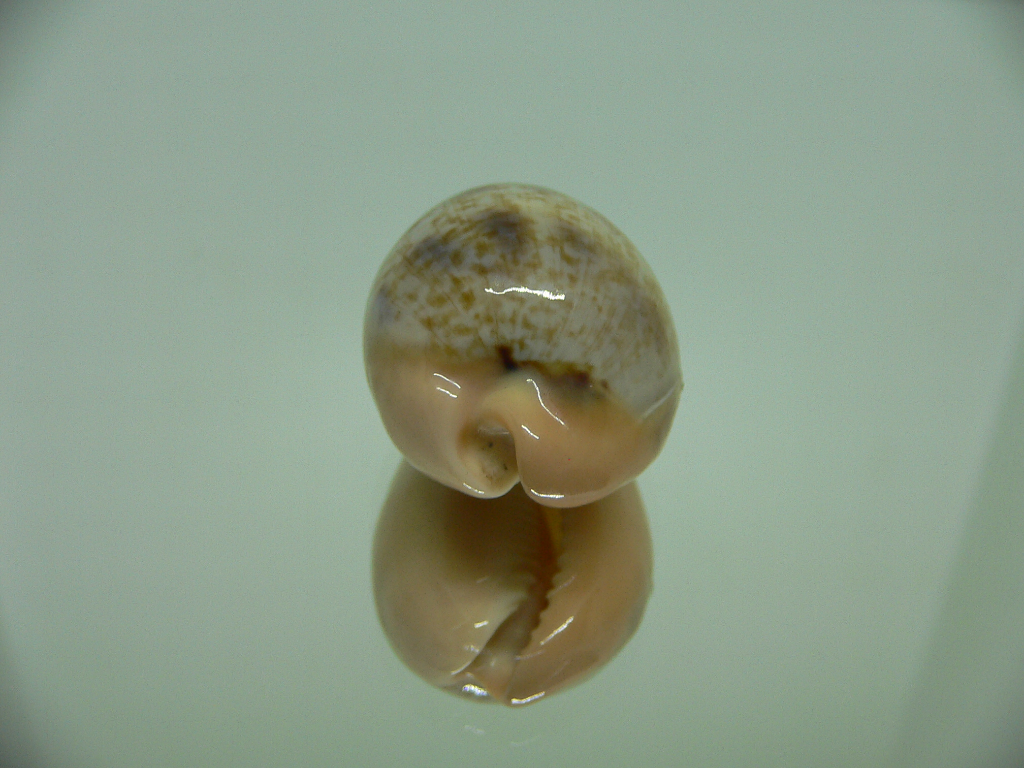 Cypraea hungerfordi hungerfordi SUPER & ELONGATE