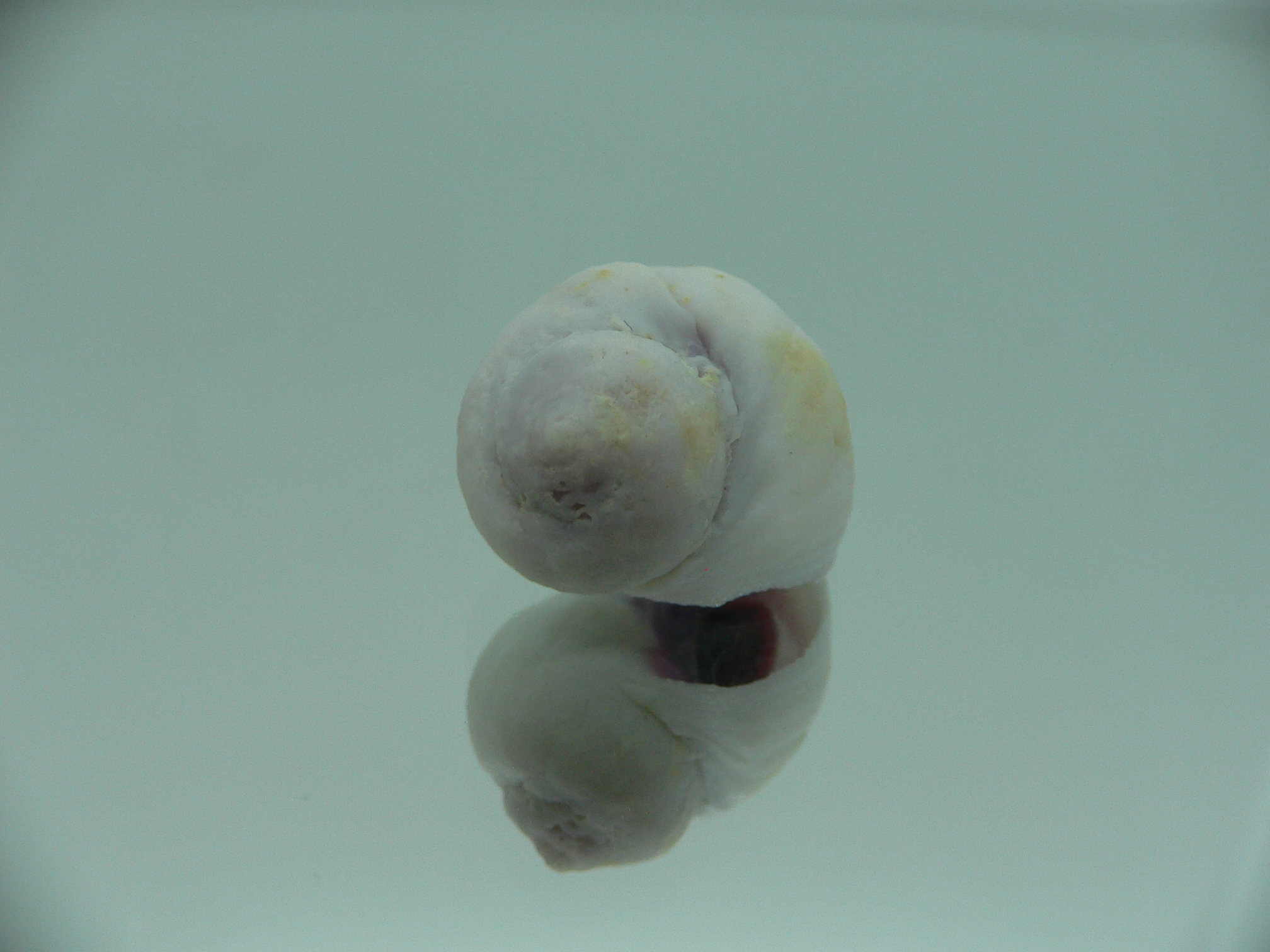 Coralliophila violacea GLOBOSE