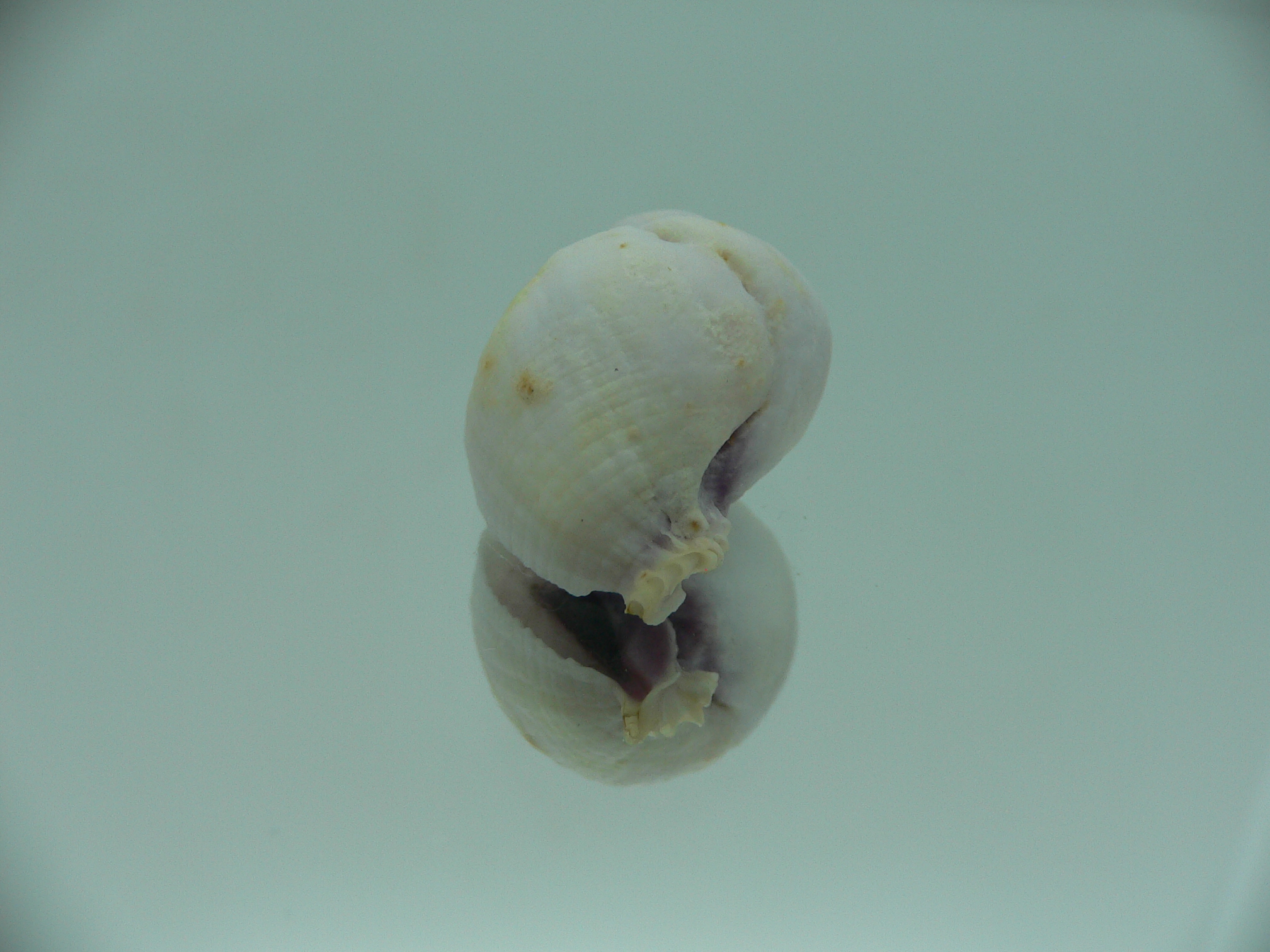 Coralliophila violacea GLOBOSE