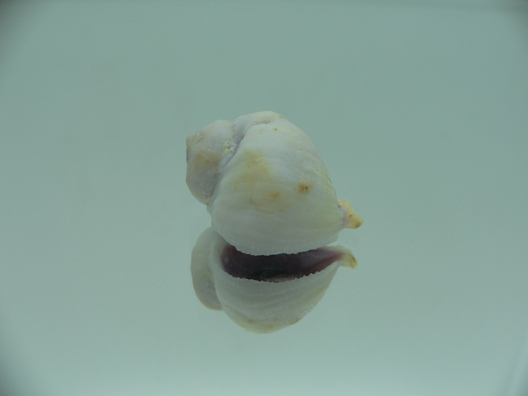 Coralliophila violacea GLOBOSE