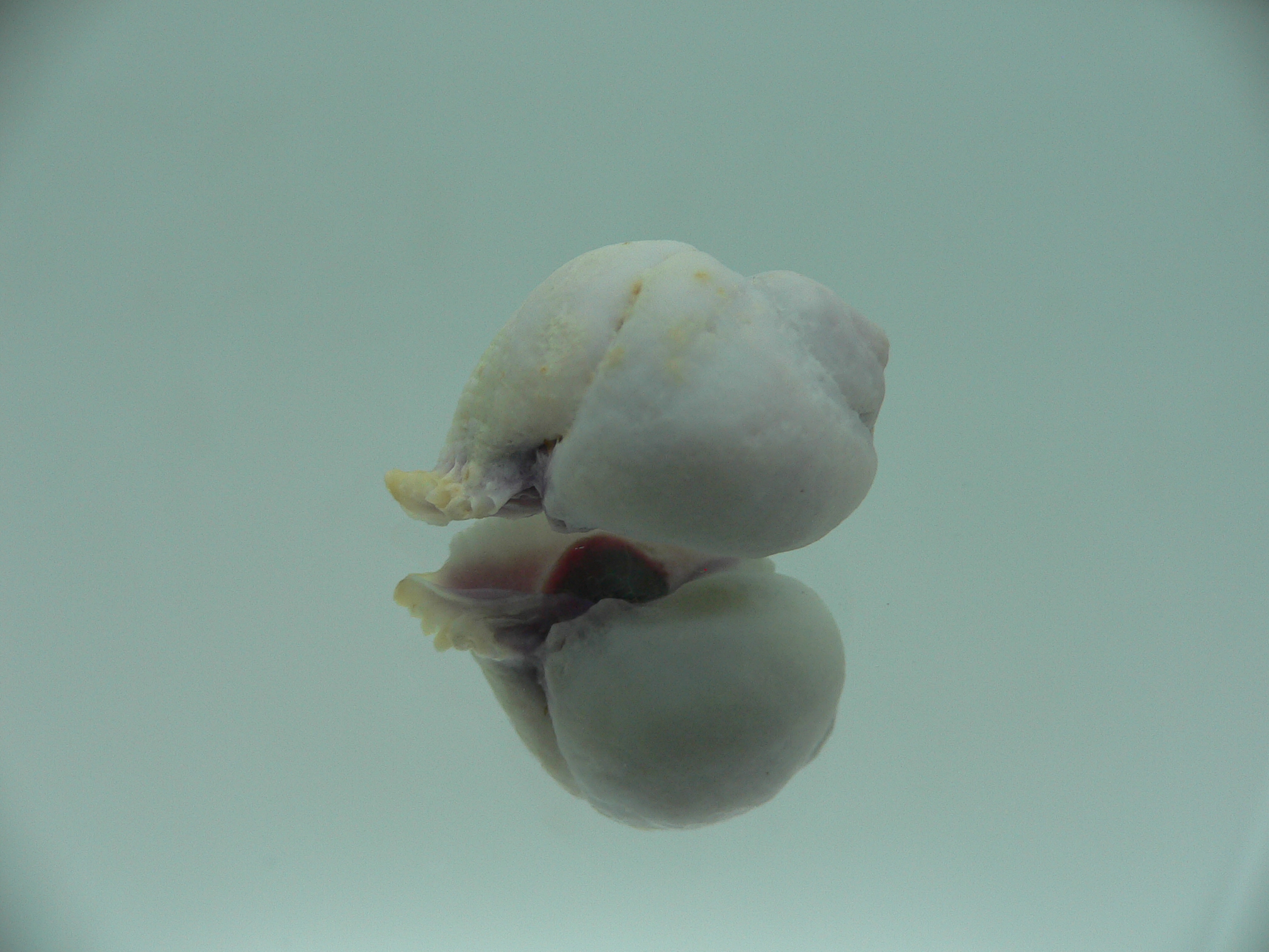 Coralliophila violacea GLOBOSE