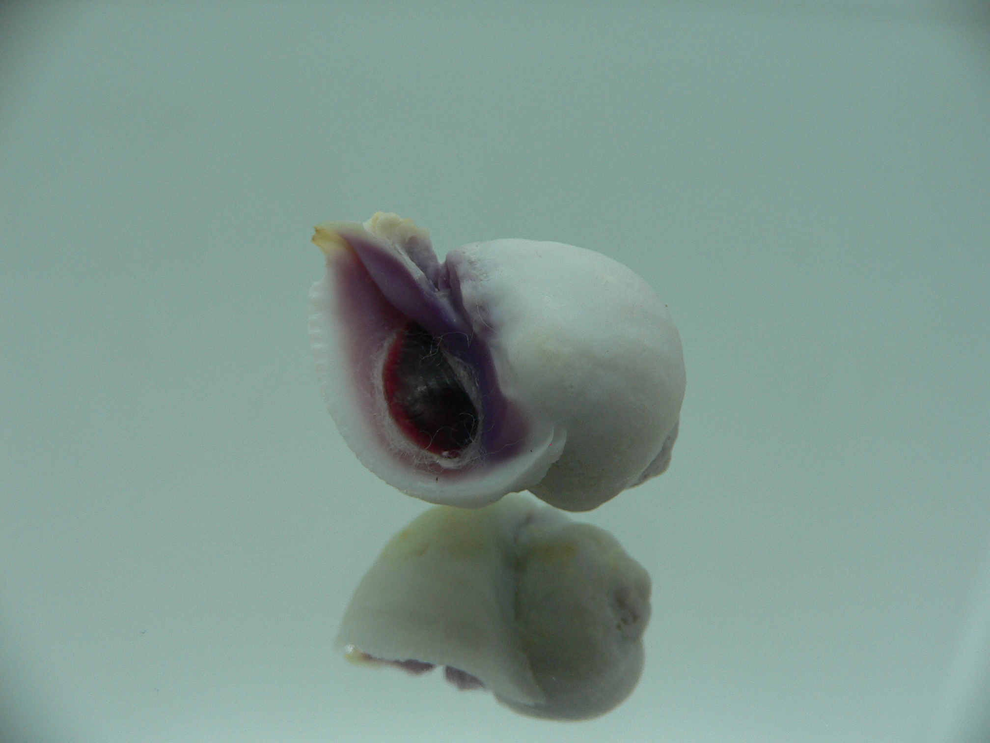 Coralliophila violacea GLOBOSE