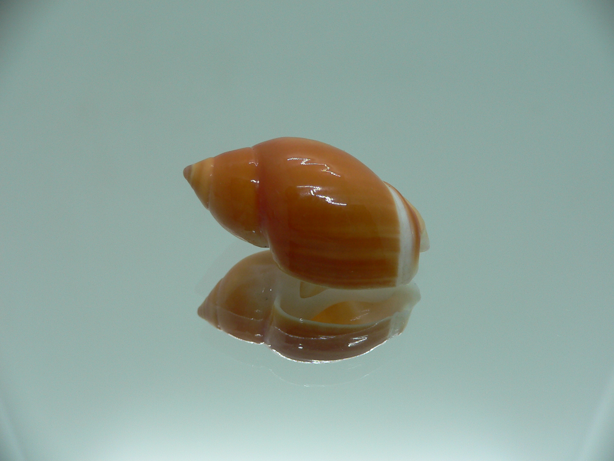 Eburna lienardi IDEAL & DWARF