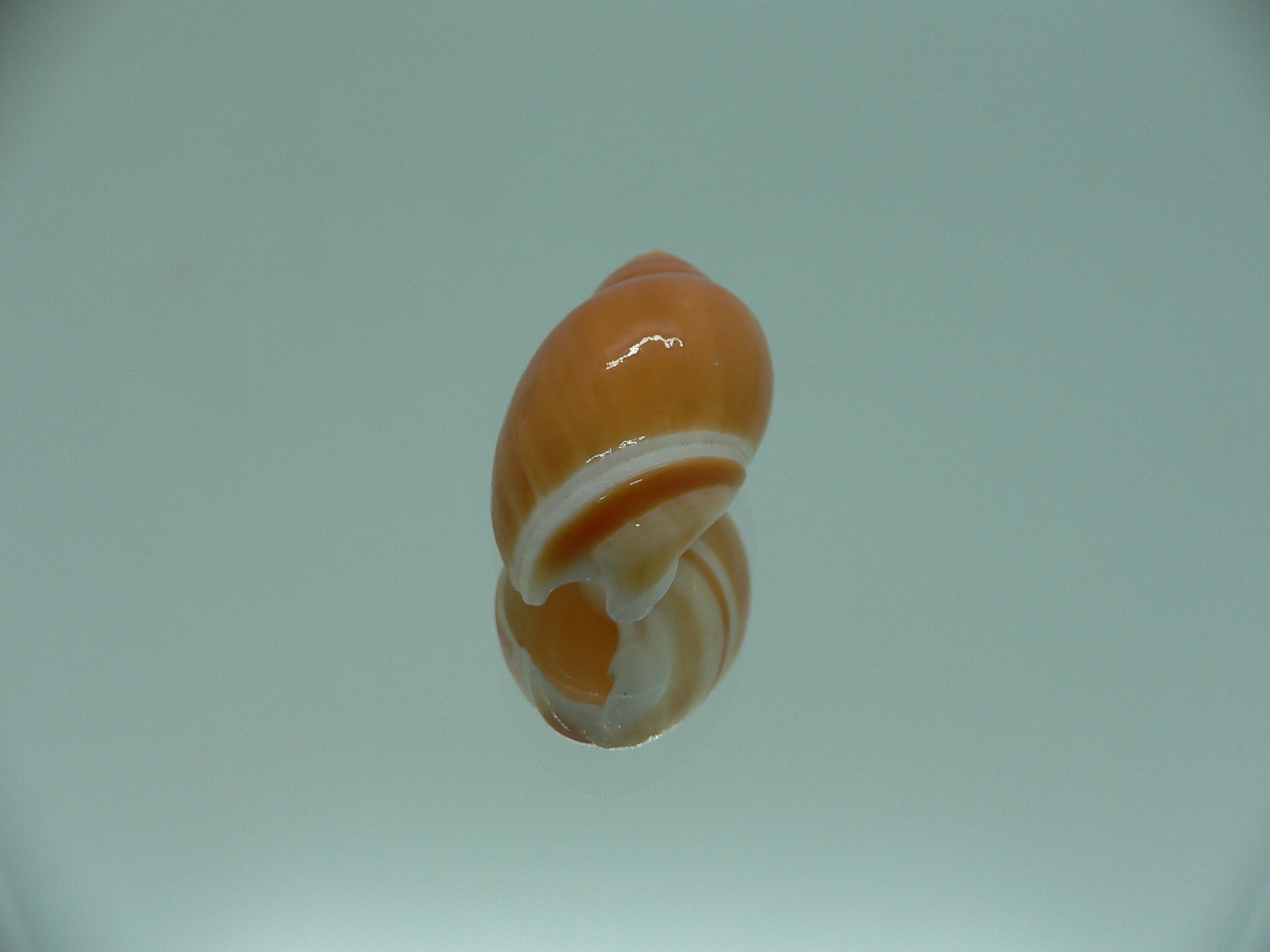 Eburna lienardi IDEAL & DWARF