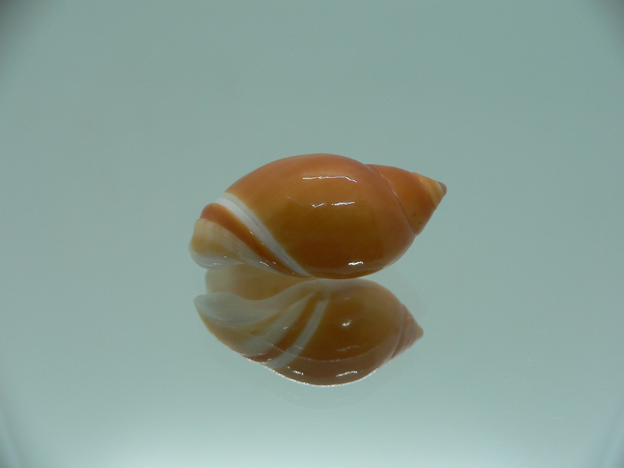 Eburna lienardi IDEAL & DWARF