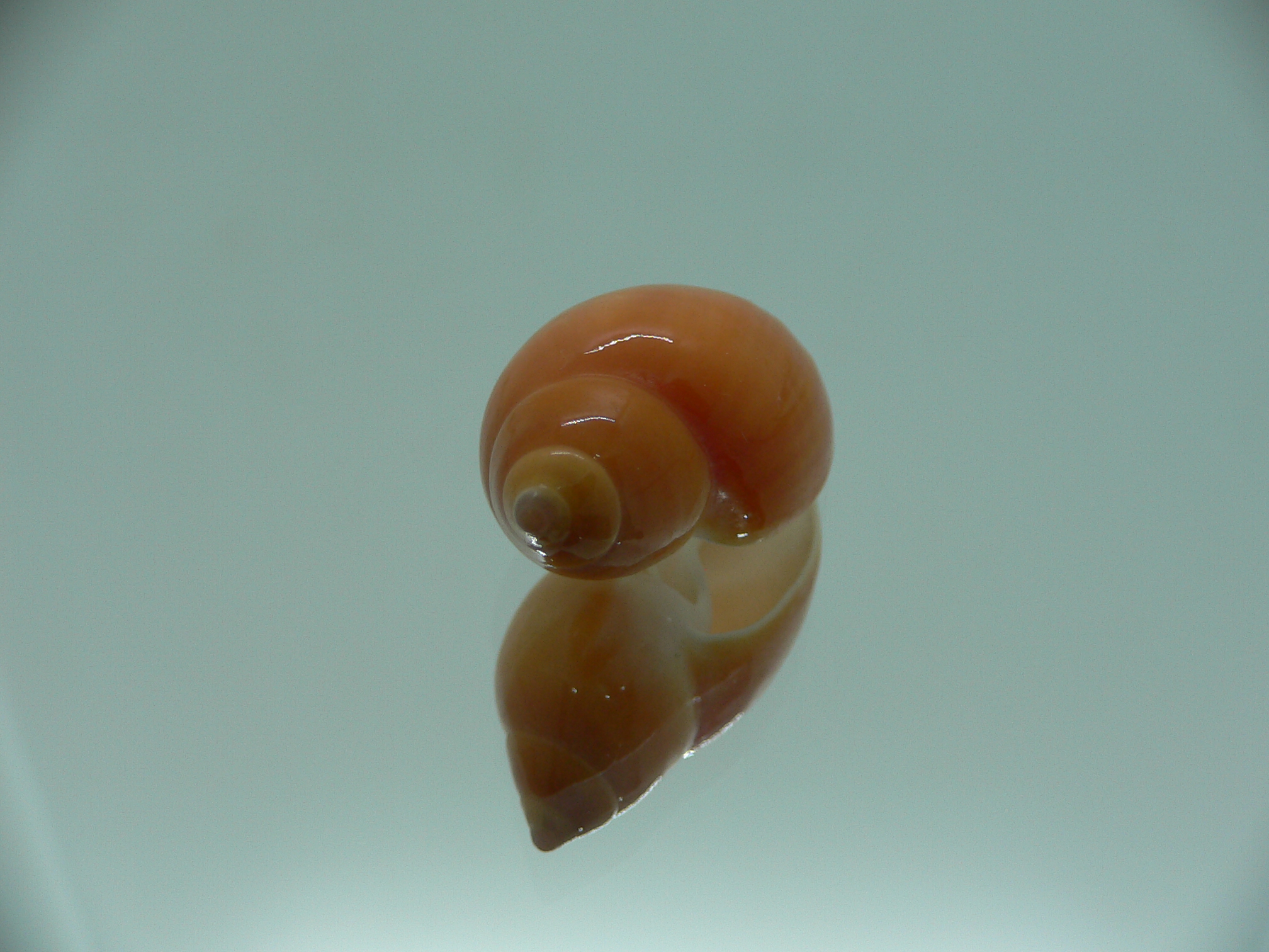 Eburna lienardi IDEAL & DWARF