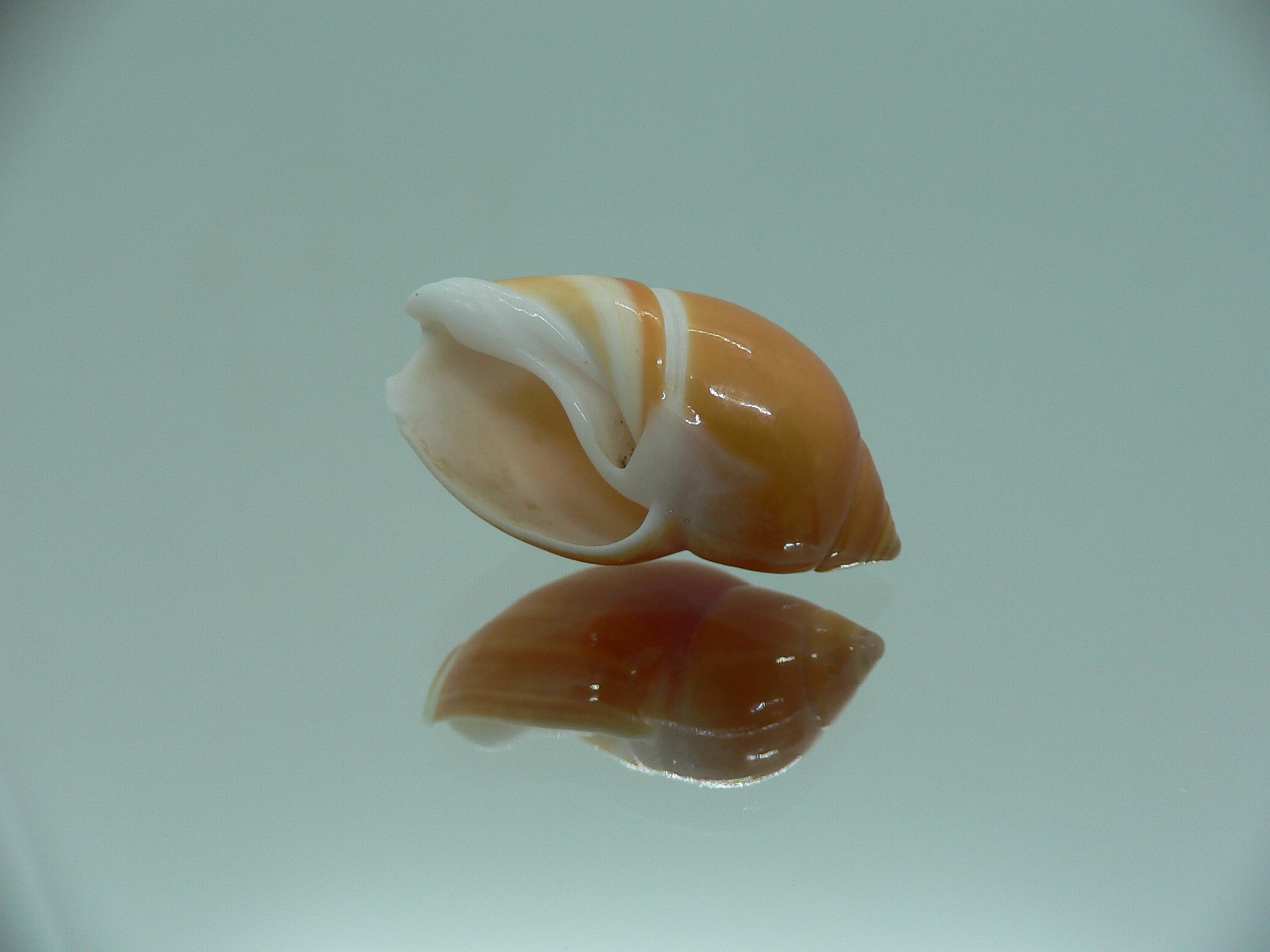 Eburna lienardi IDEAL & DWARF