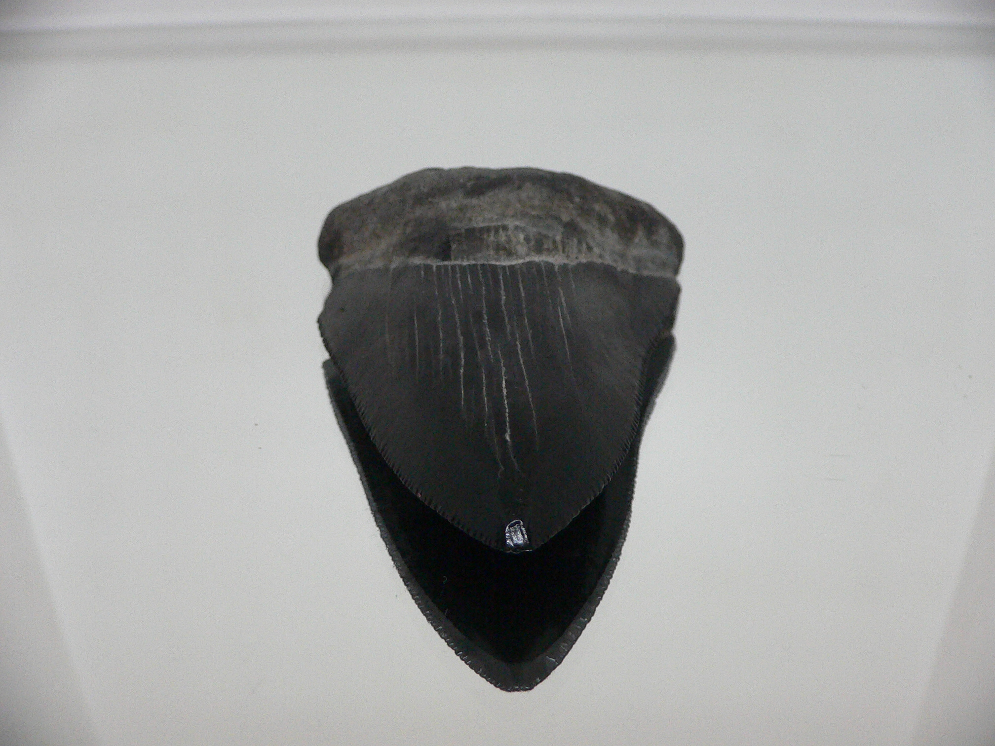 Otodus megalodon BLACK (Зуб Мегалодона)