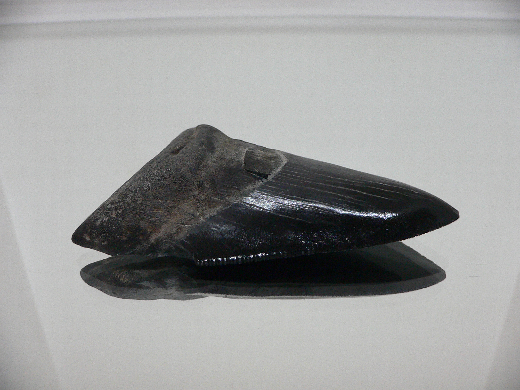 Otodus megalodon BLACK (Зуб Мегалодона)