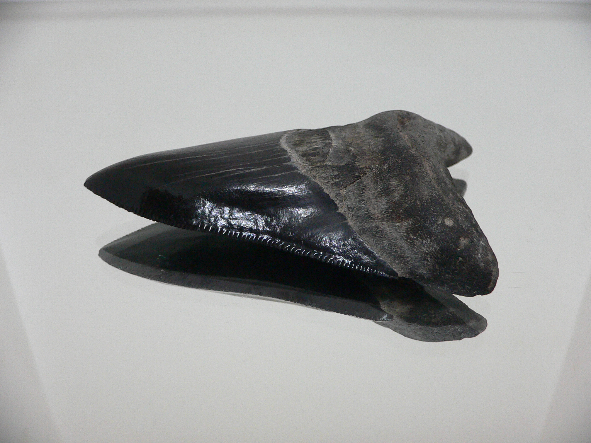 Otodus megalodon BLACK (Зуб Мегалодона)