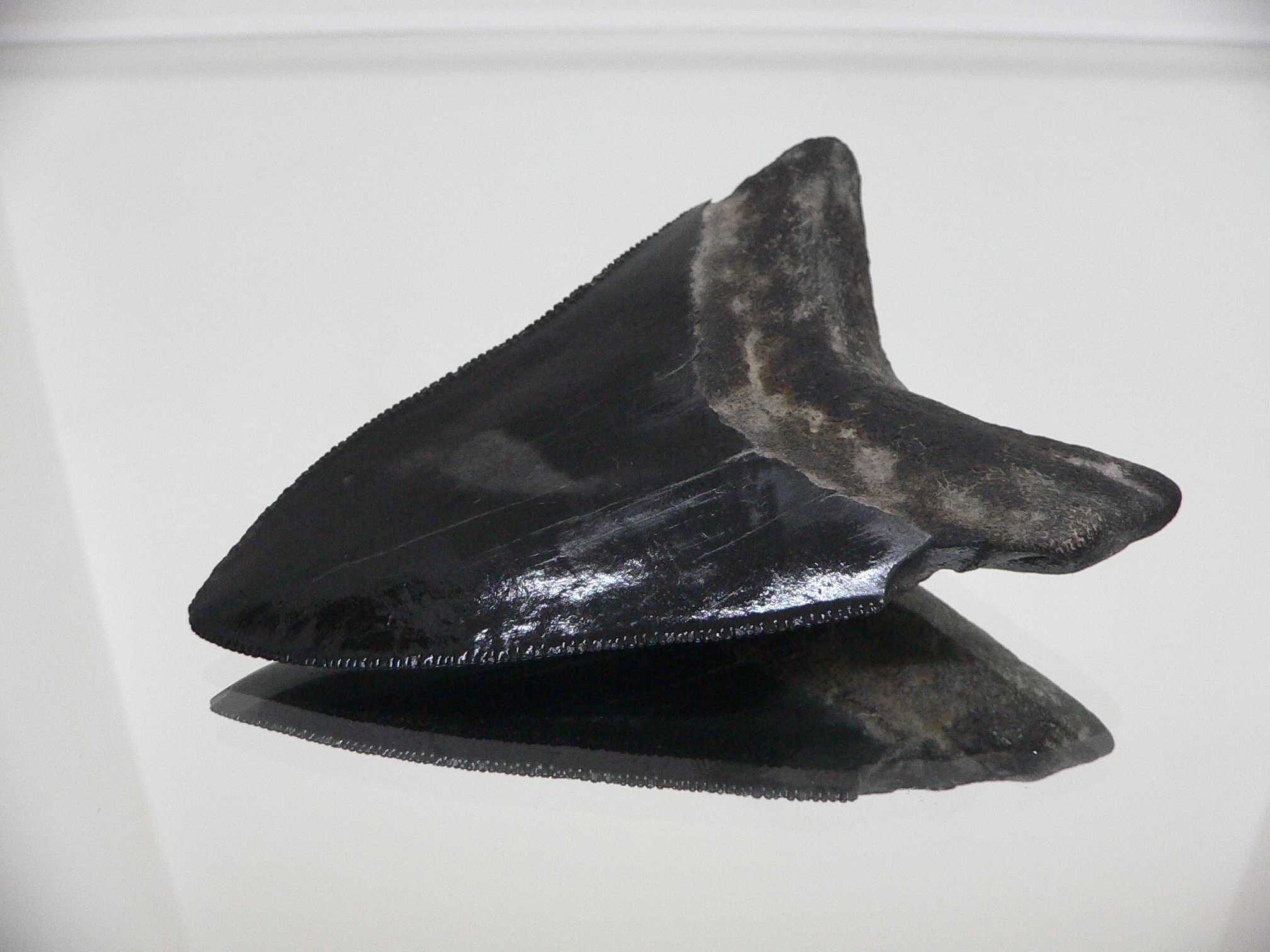 Otodus megalodon BLACK (Зуб Мегалодона)