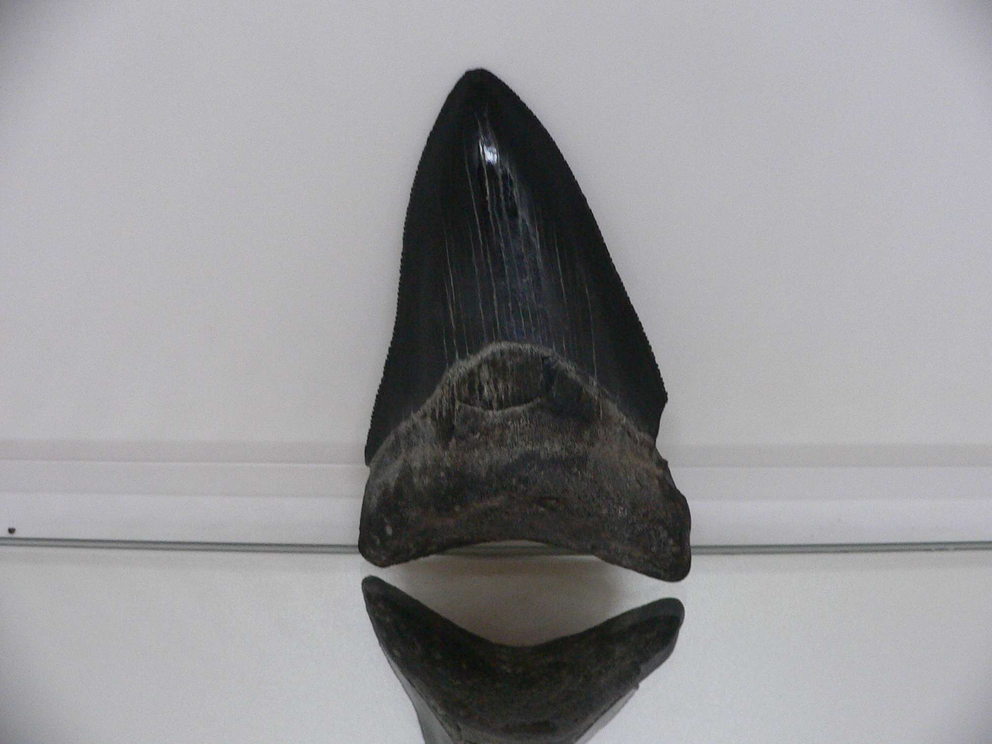 Otodus megalodon BLACK (Зуб Мегалодона)