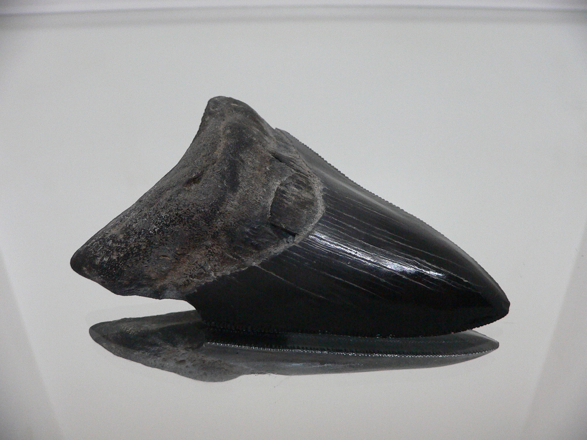 Otodus megalodon BLACK (Зуб Мегалодона)