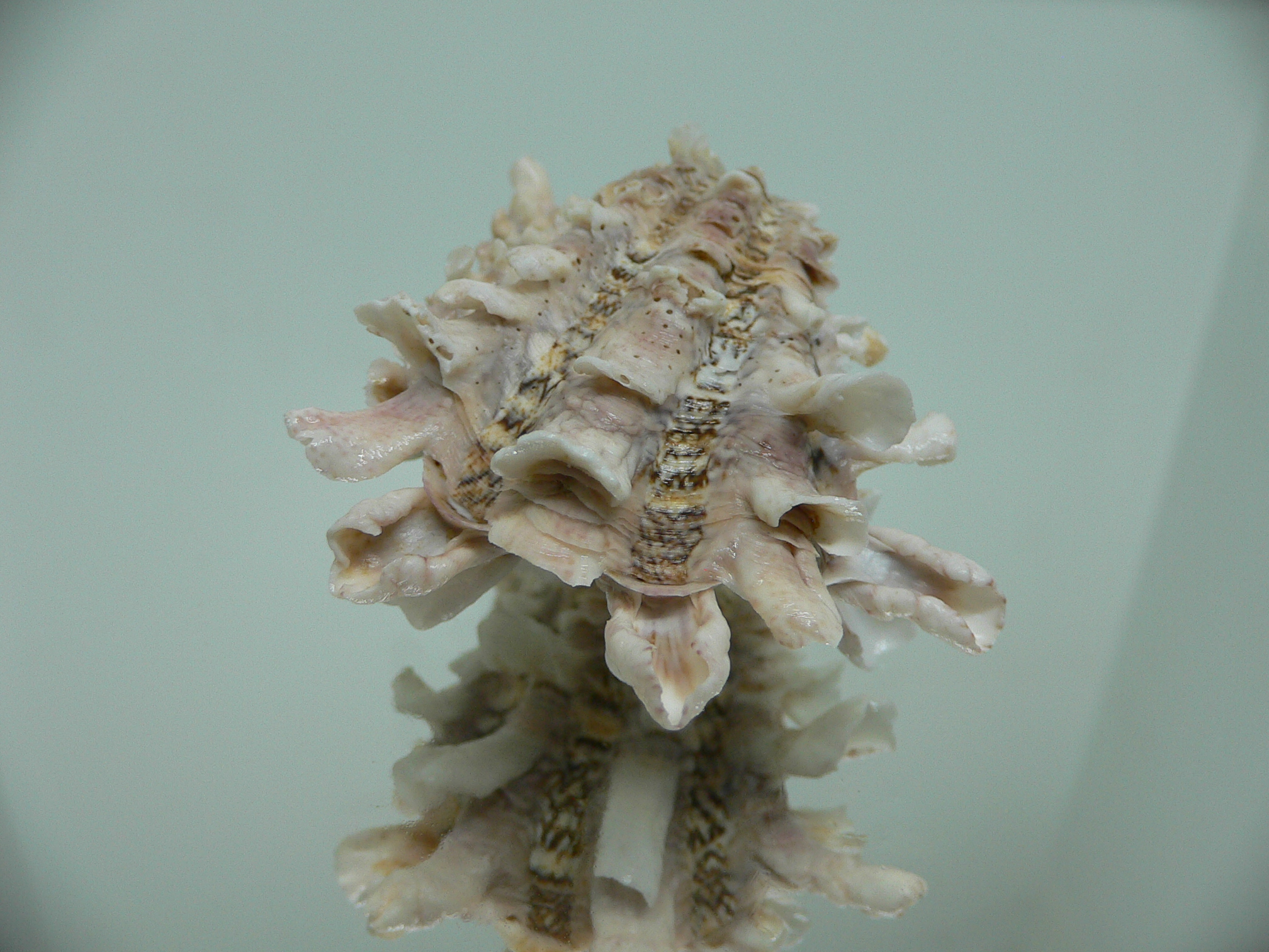 Cardita crassicosta VERY BIG & IVORY COLOR