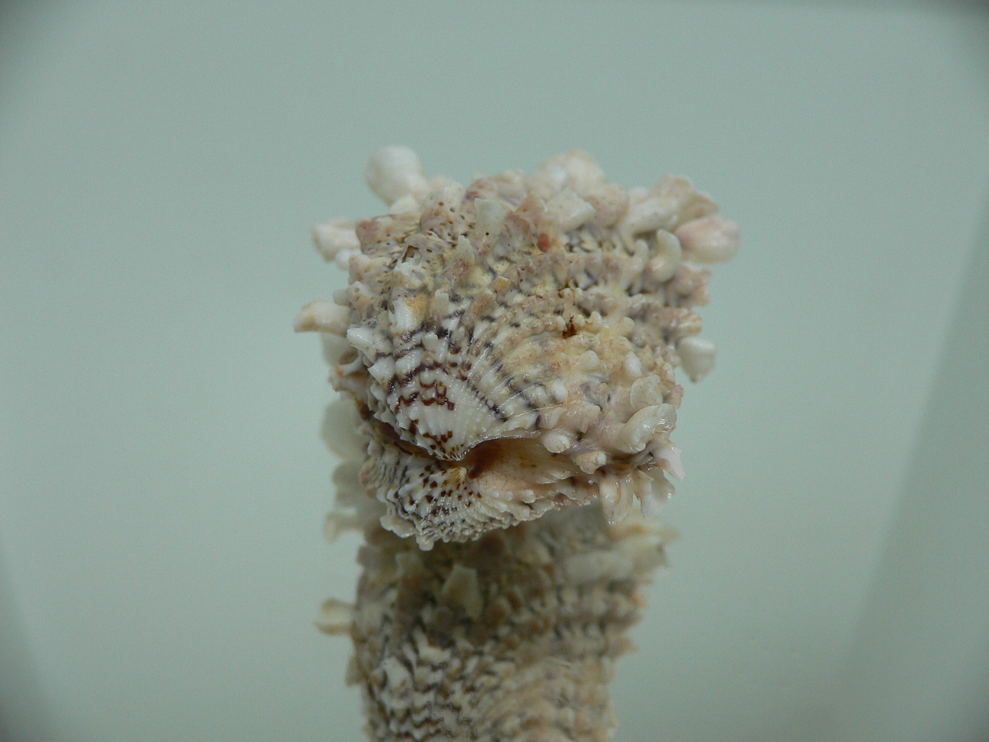 Cardita crassicosta VERY BIG & IVORY COLOR