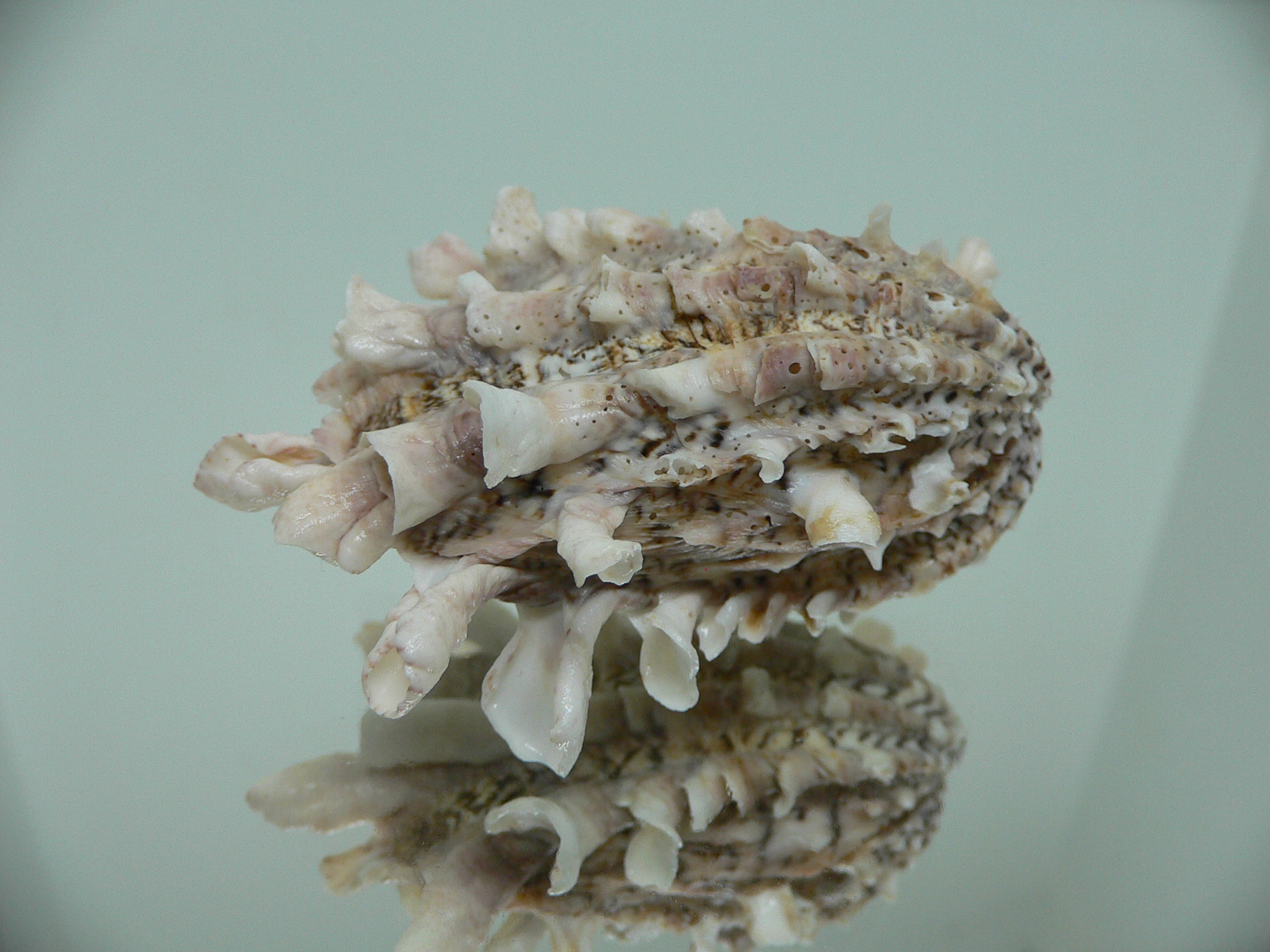 Cardita crassicosta VERY BIG & IVORY COLOR