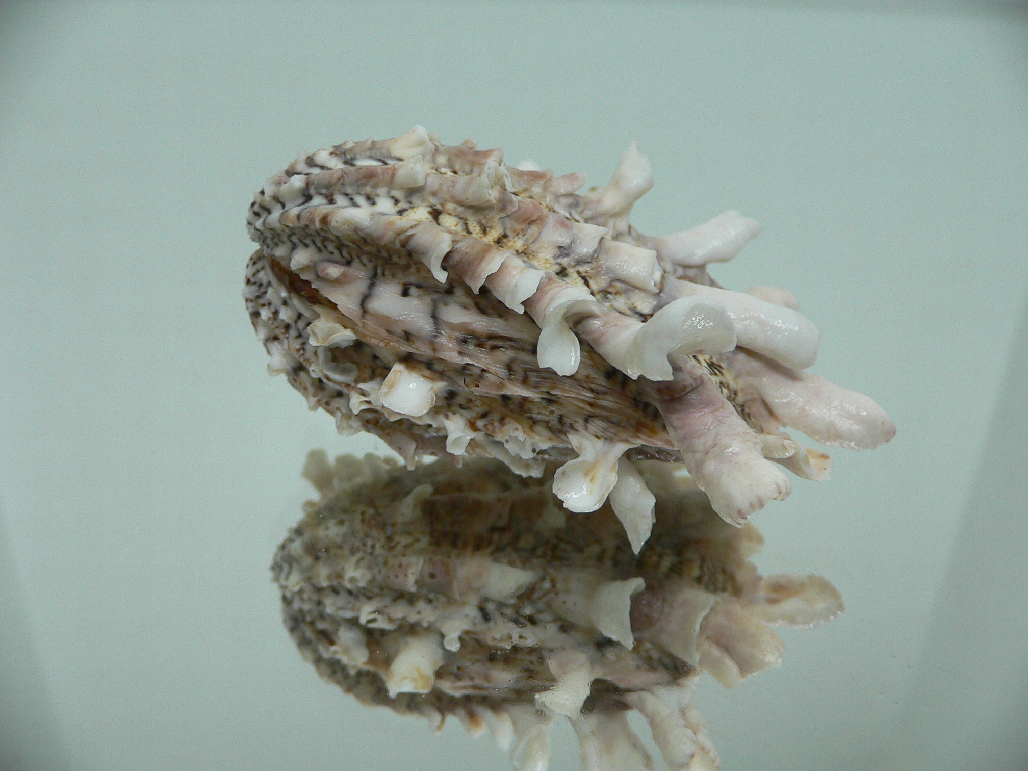 Cardita crassicosta VERY BIG & IVORY COLOR