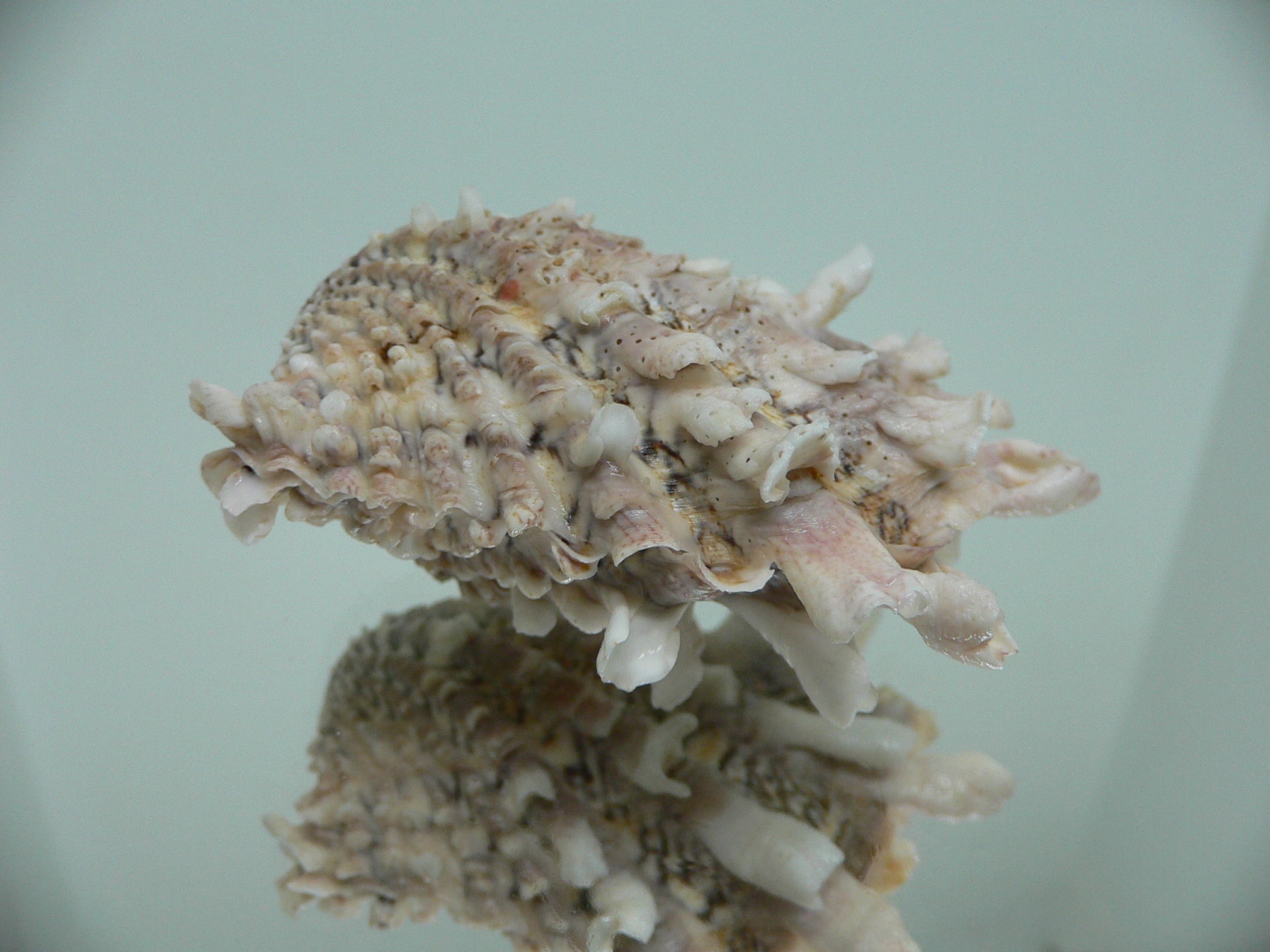 Cardita crassicosta VERY BIG & IVORY COLOR