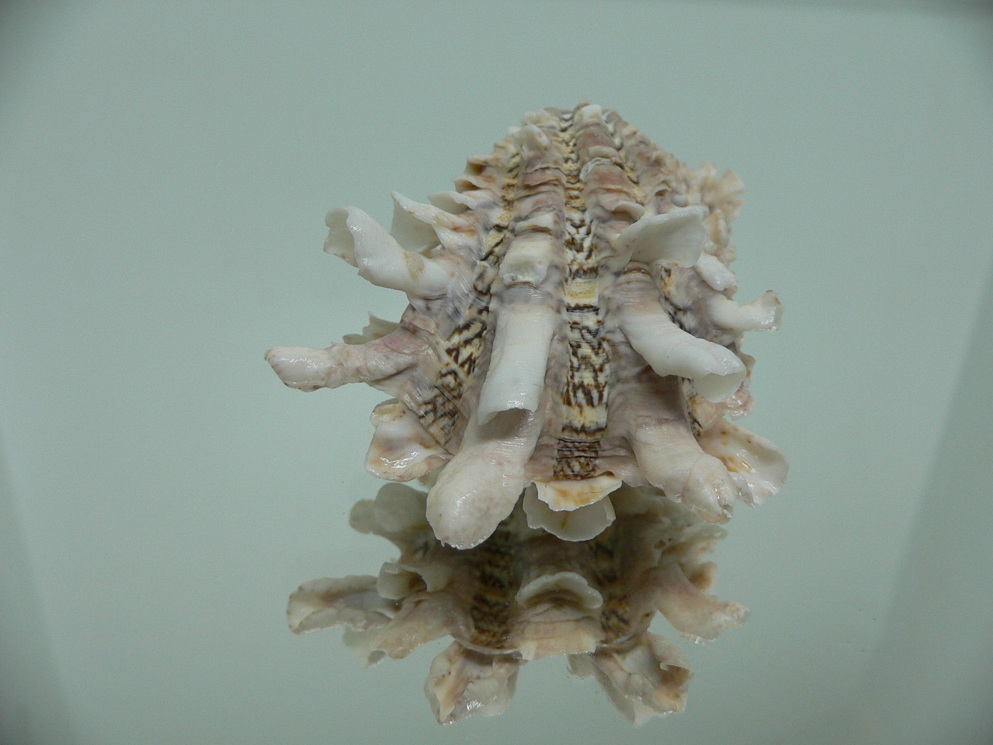 Cardita crassicosta VERY BIG & IVORY COLOR