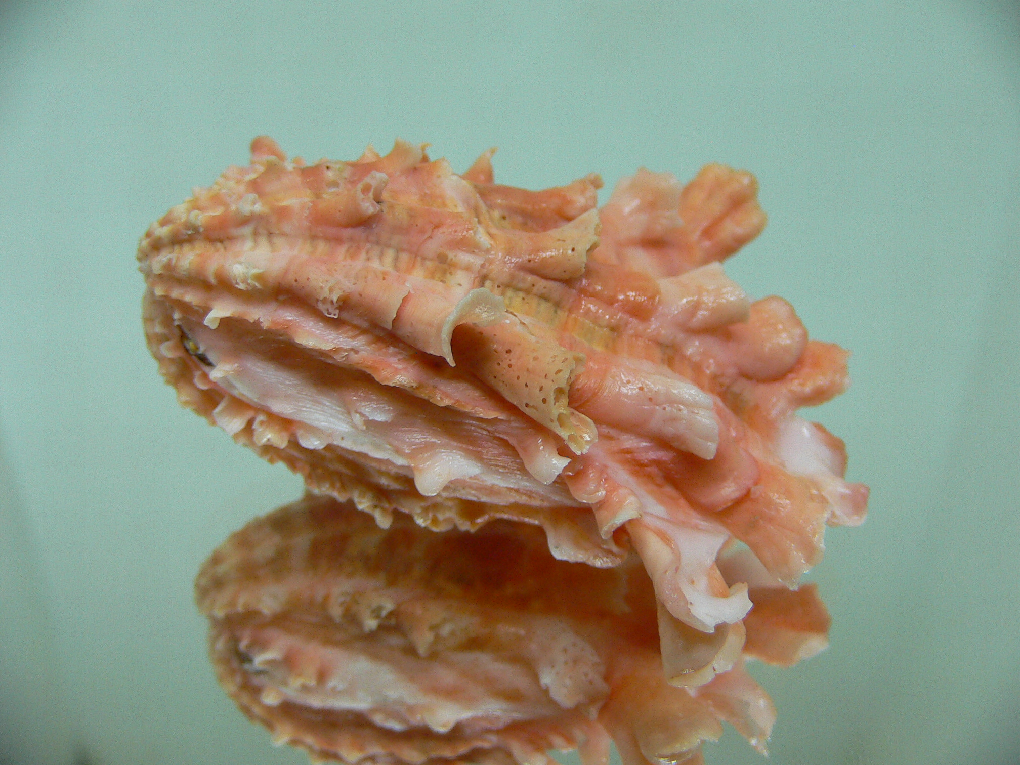 Cardita crassicosta BEAUTIFUL CORAL COLOR & BIG SIZE