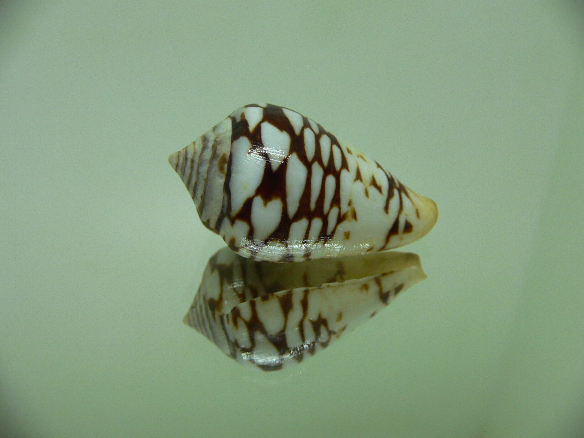 Conus stimpsonorum PYTHON & BIG