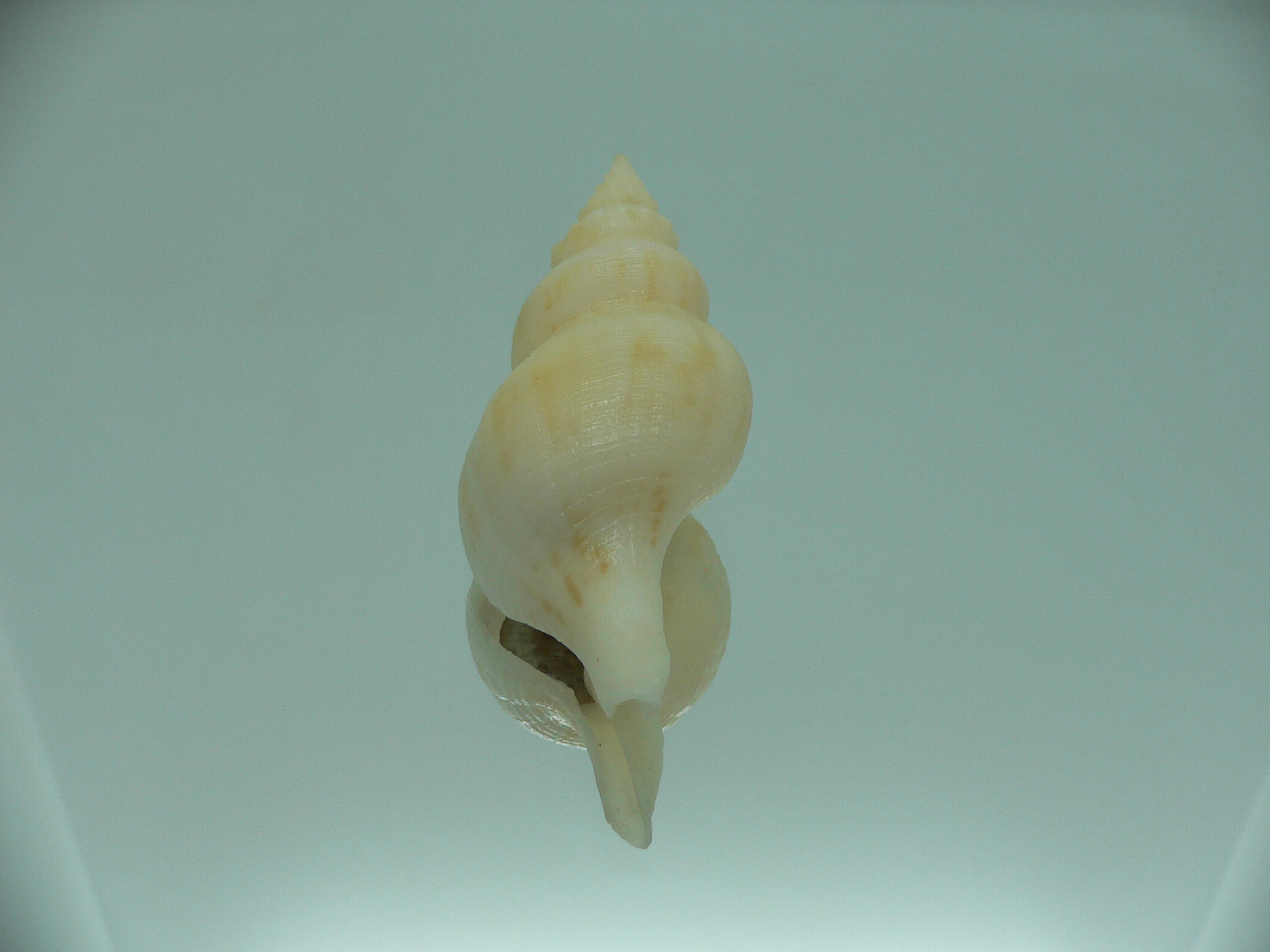 Siphonofusus lubricus IVORY