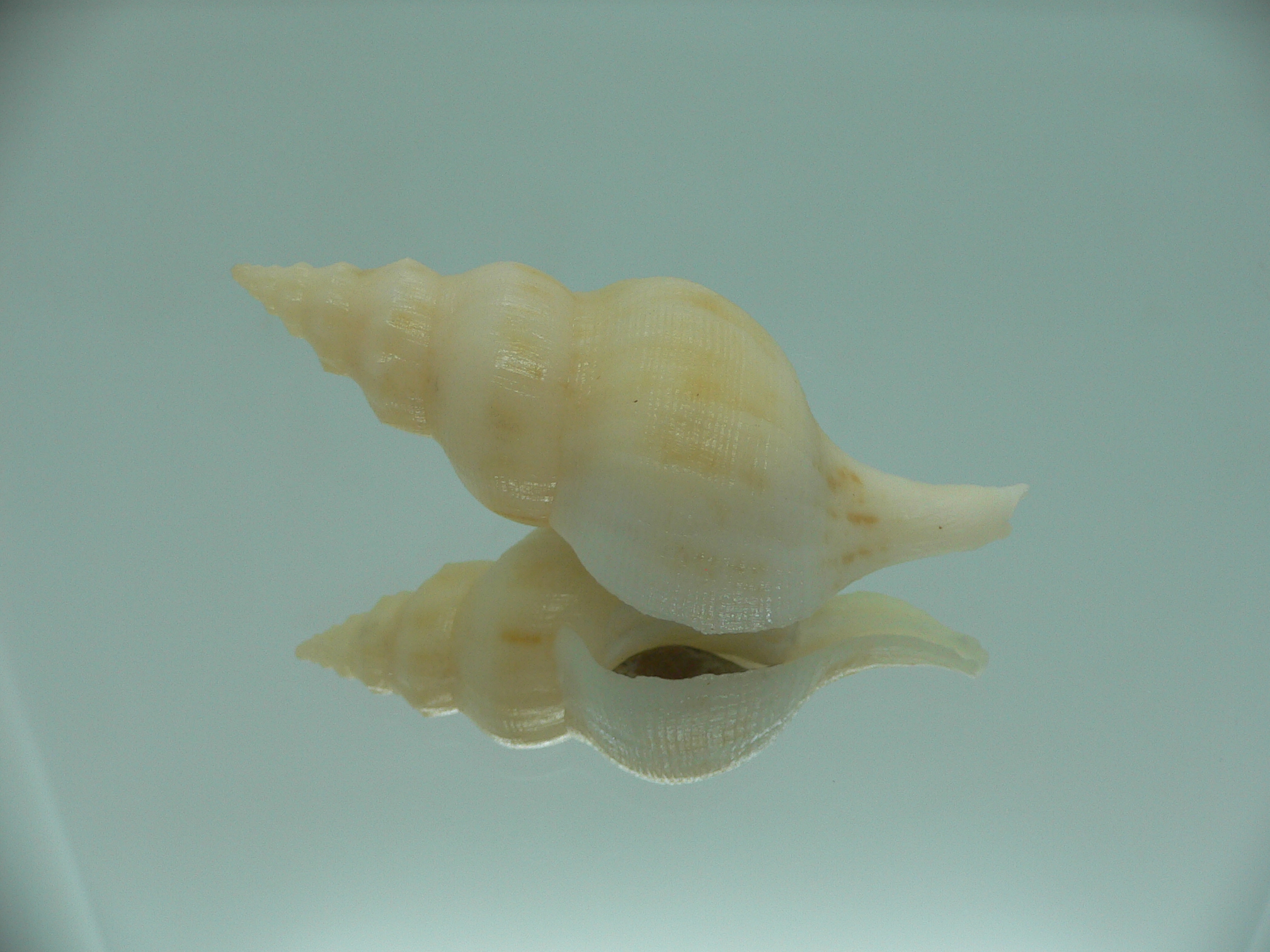 Siphonofusus lubricus IVORY