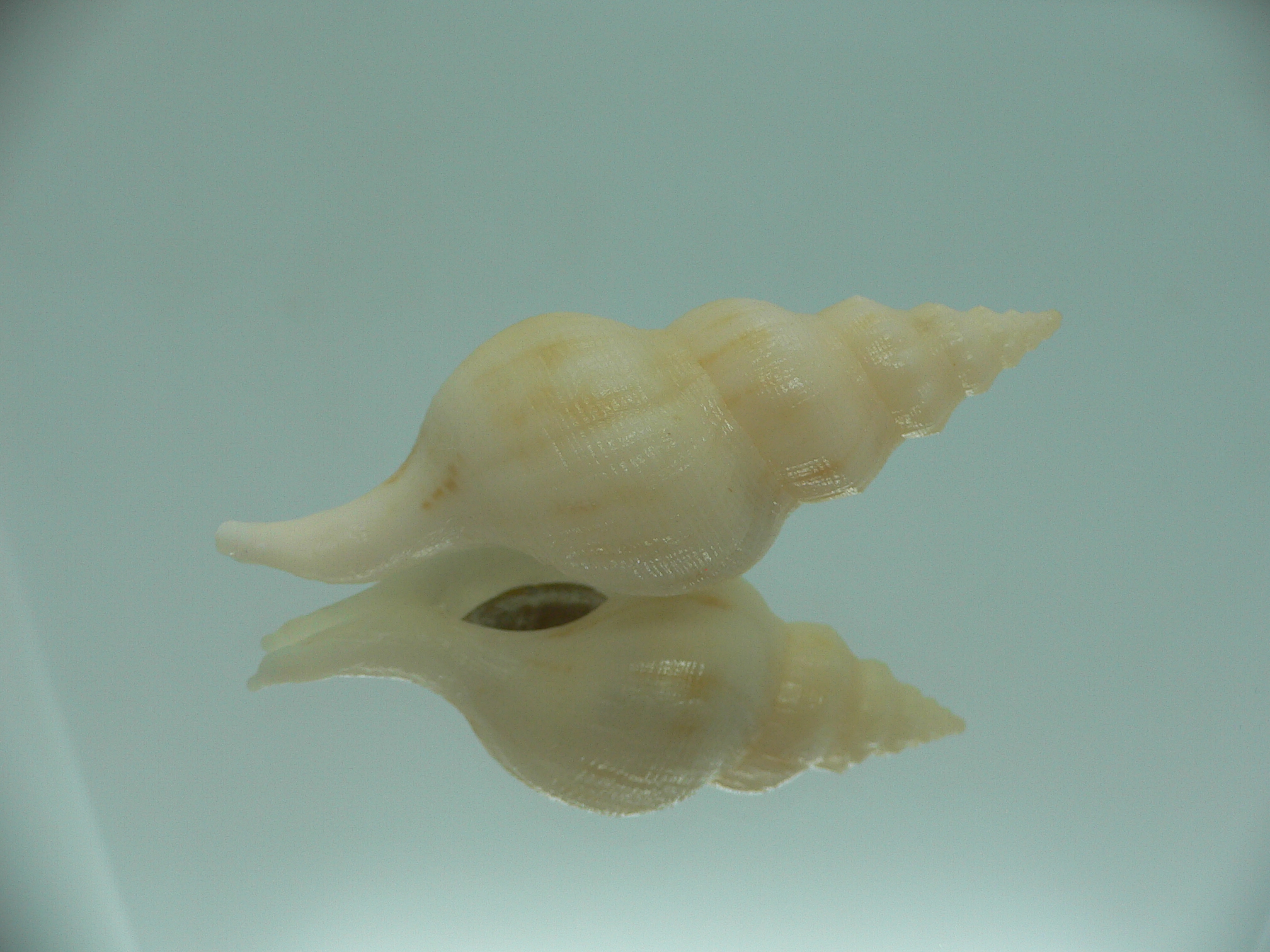 Siphonofusus lubricus IVORY