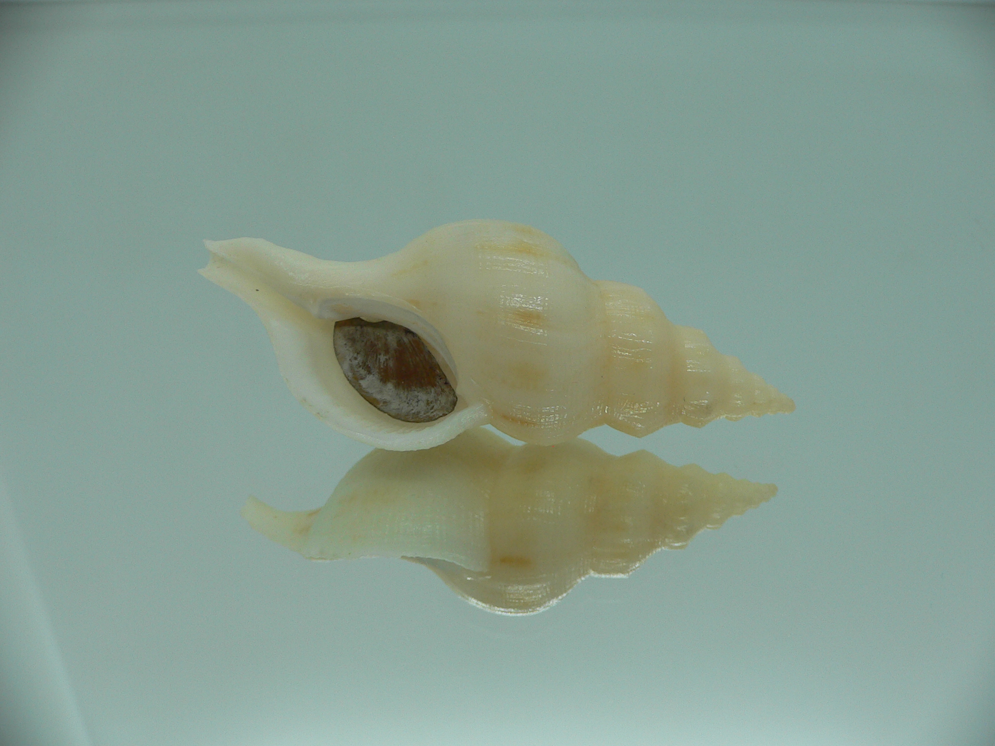 Siphonofusus lubricus IVORY
